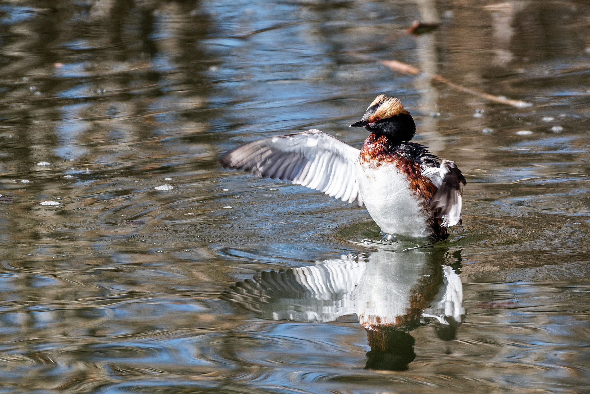 Horned Grebe at Bridlewood Wetlands Park, Calgary, Alberta
