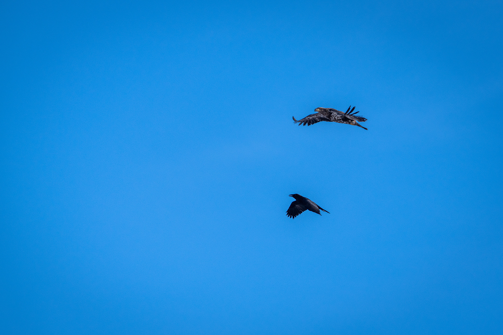 Bald Eagle (immature) and American Crow in flight - Bow River, Refinery Park, Calgary, AB