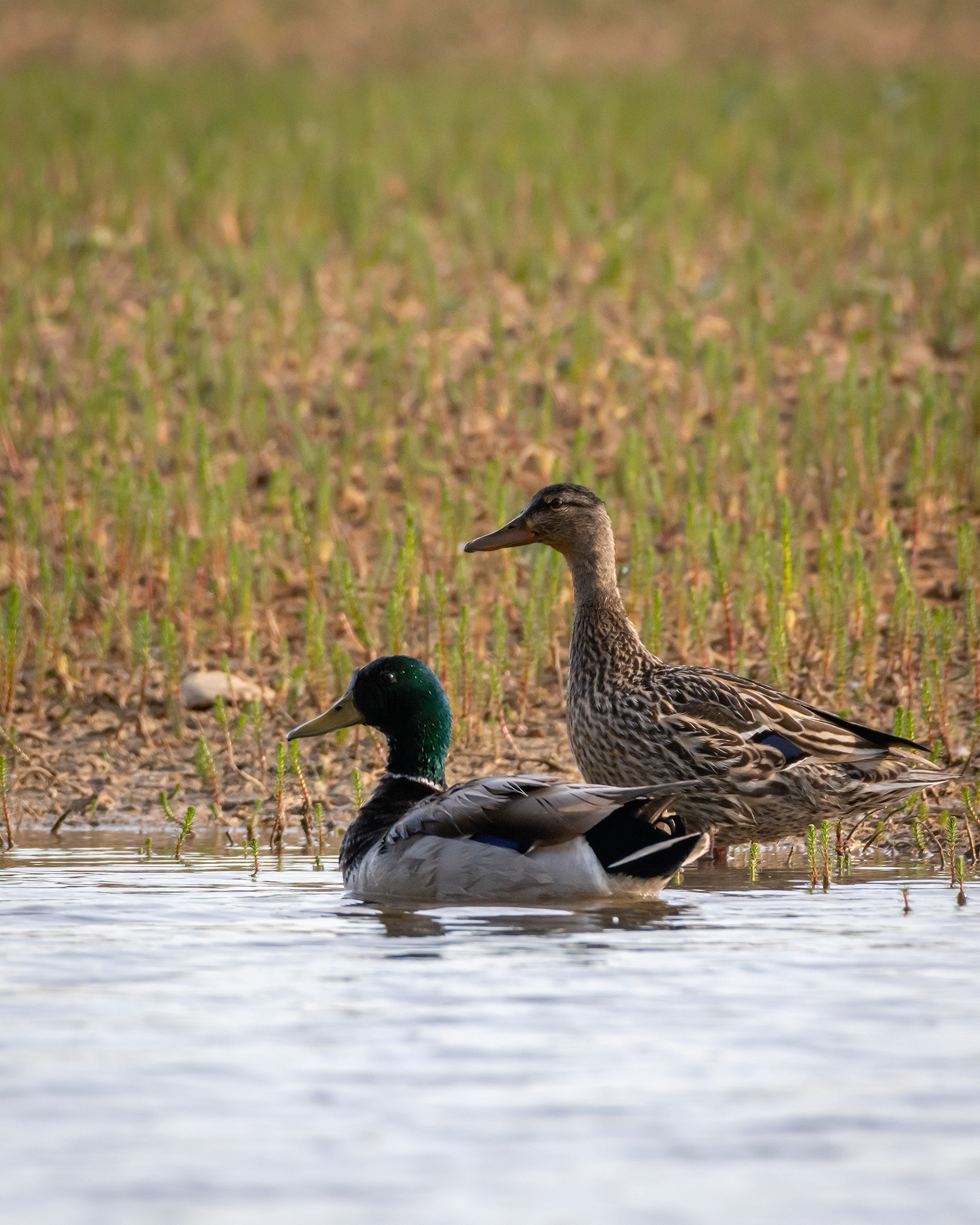 Mallard pair, Glenmore Reservoir, South Glenmore Park, Calgary, AB