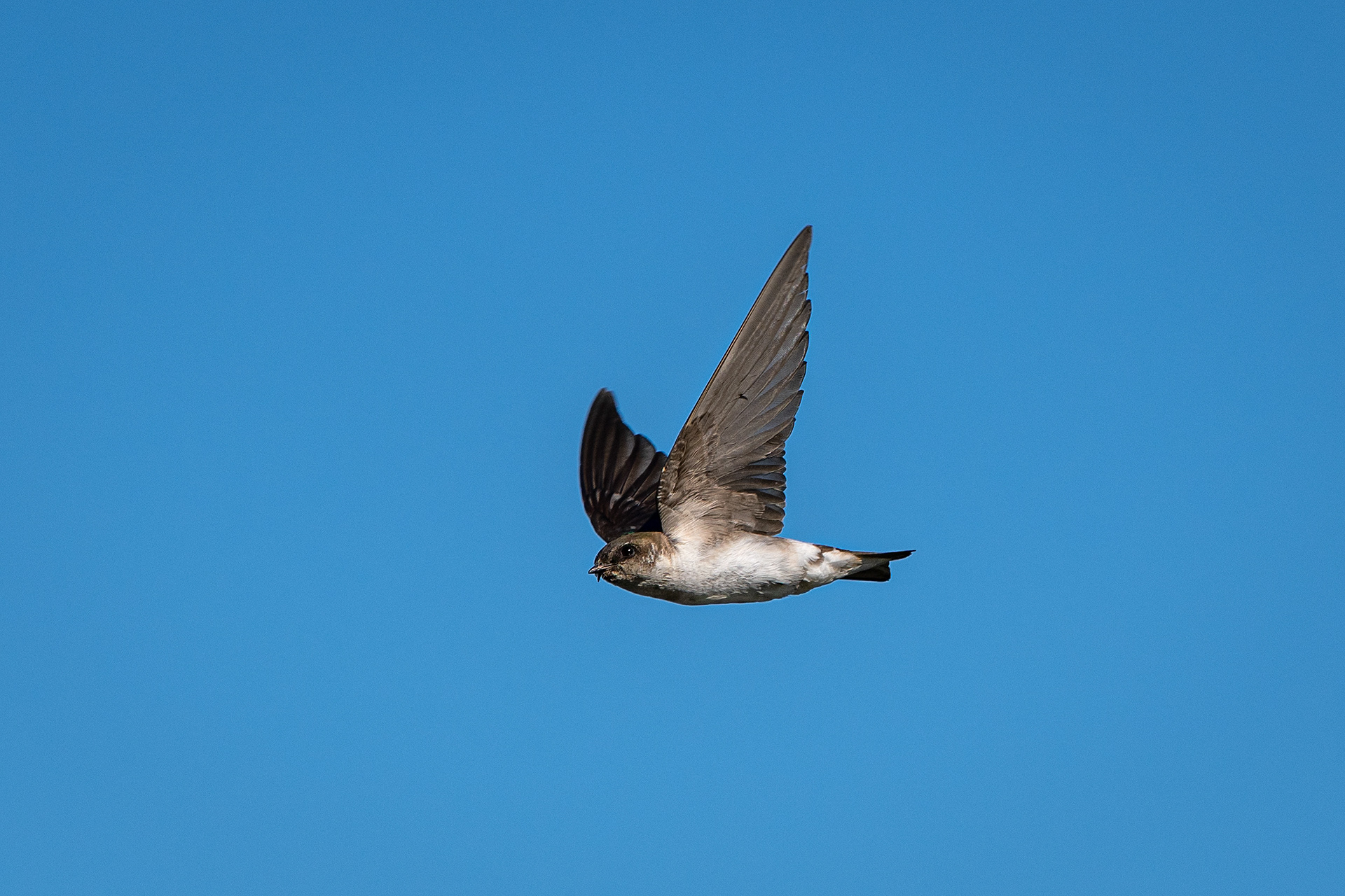 Swallow (in flight), Marshall Springs ponds, Fish Creek Provincial Park, Calgary, AB