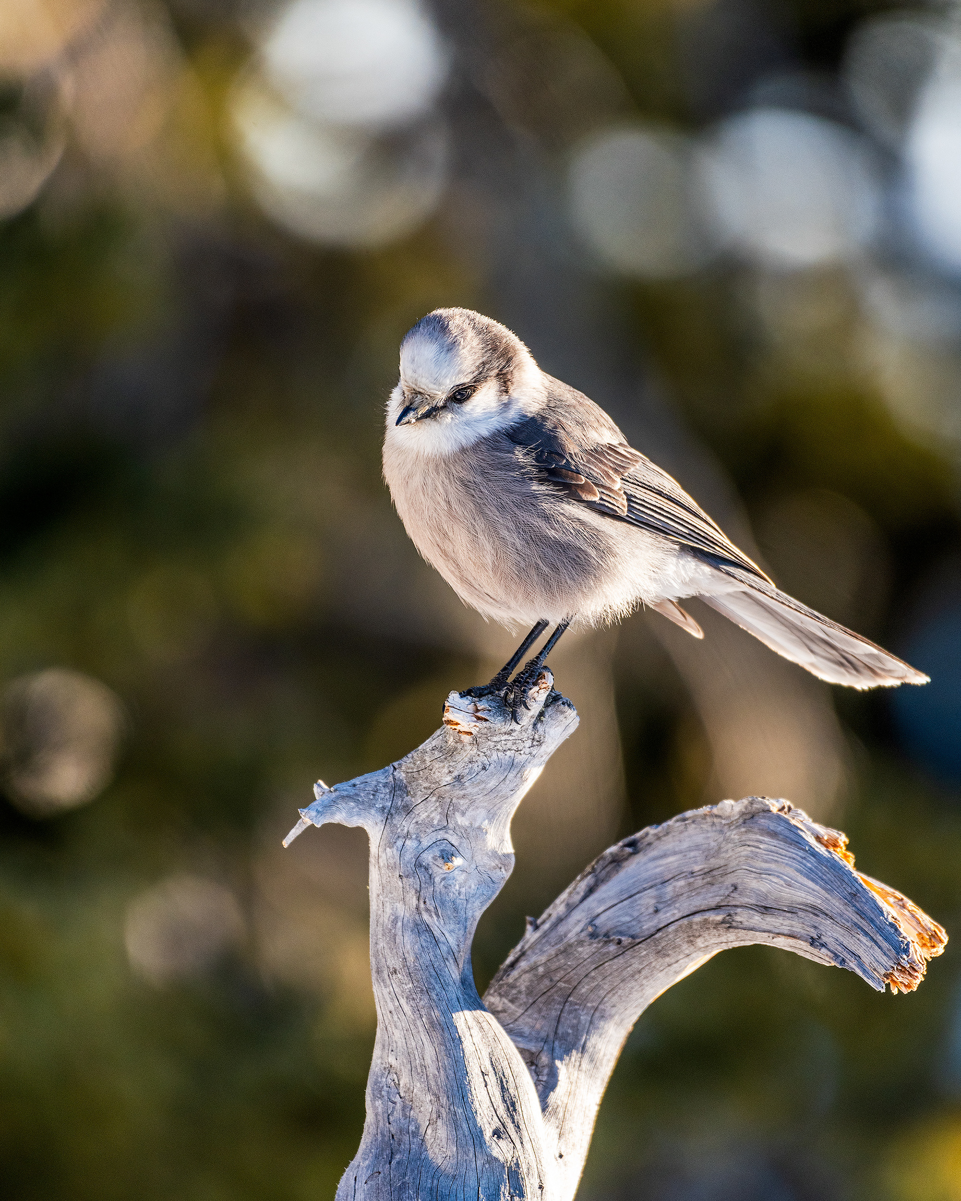 Gray Jay near the peak of Prairie Mountain, close to Elbow Falls, AB