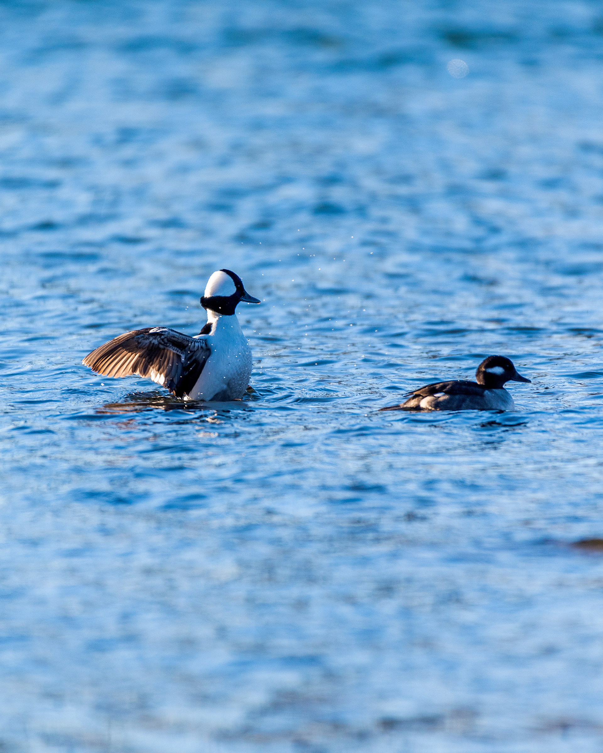 Bufflehead pair on the Bow River near Carburn Park, Calgary, AB