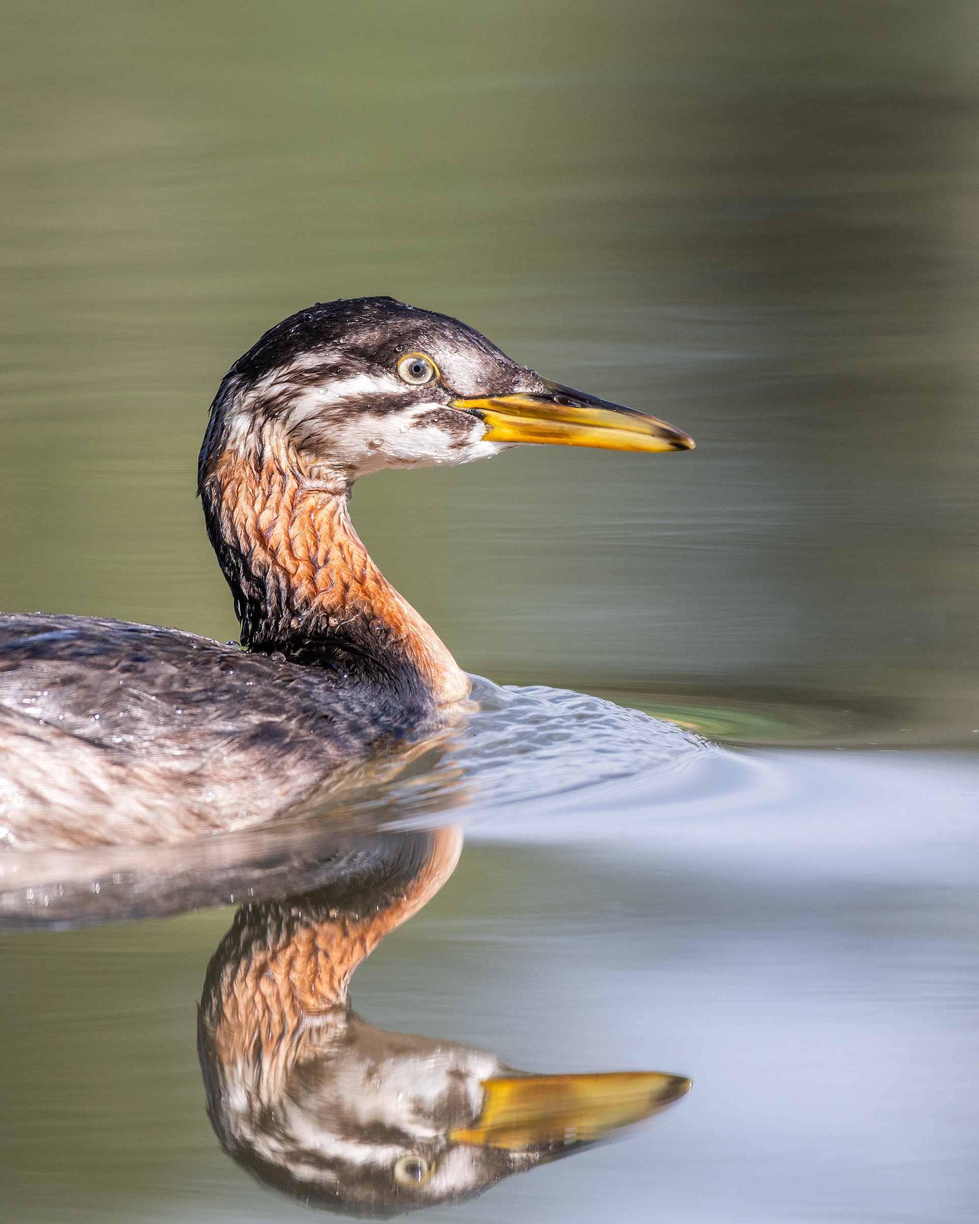 Red-necked Grebe (immature), Marshall Springs - Fish Creek Prov. Park, Calgary, AB