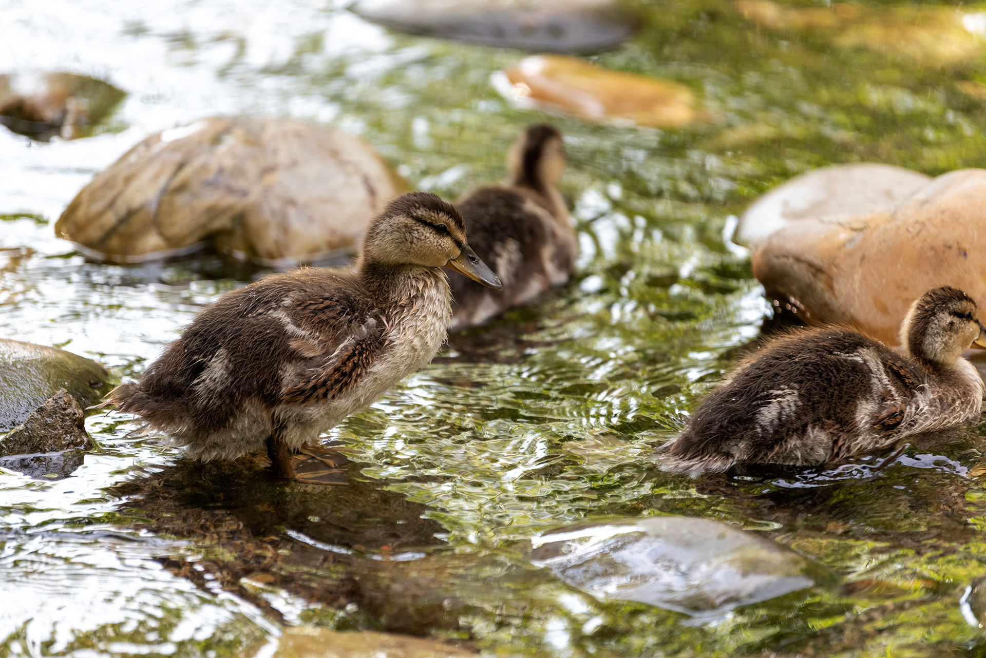 ducklings, Bridlewood Wetlands Park, Calgary, Alberta