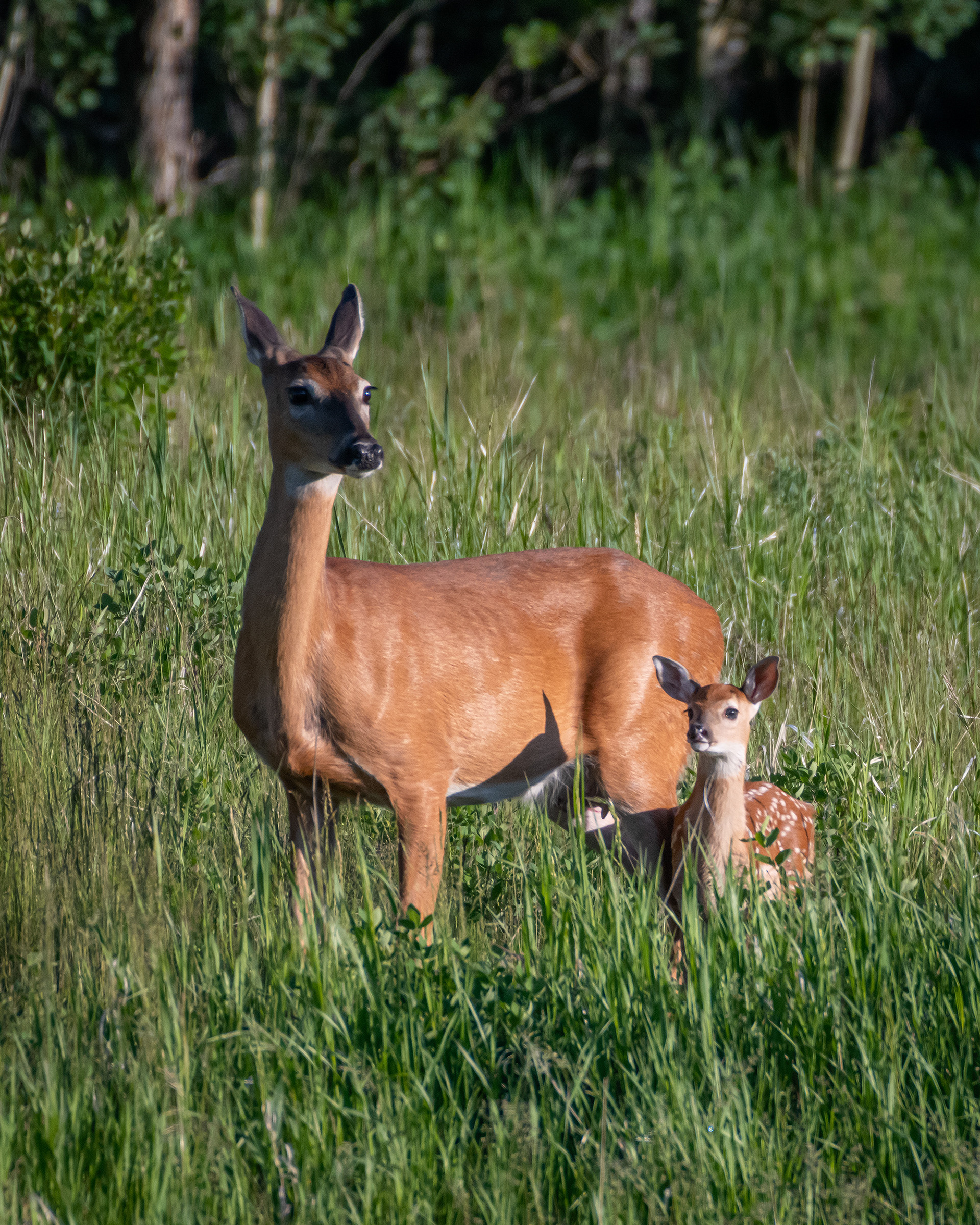 White-tailed Deer with fawn, Marshall Springs ponds, Fish Creek Provincial Park, Calgary, AB