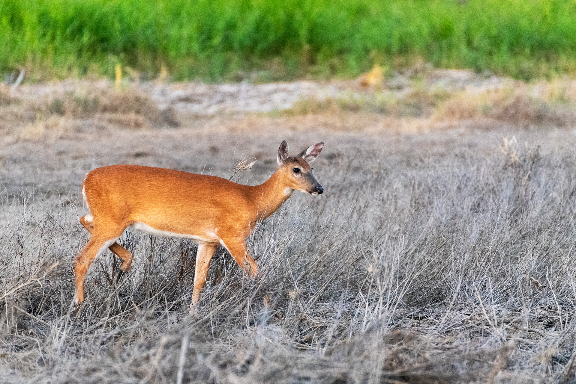Deer