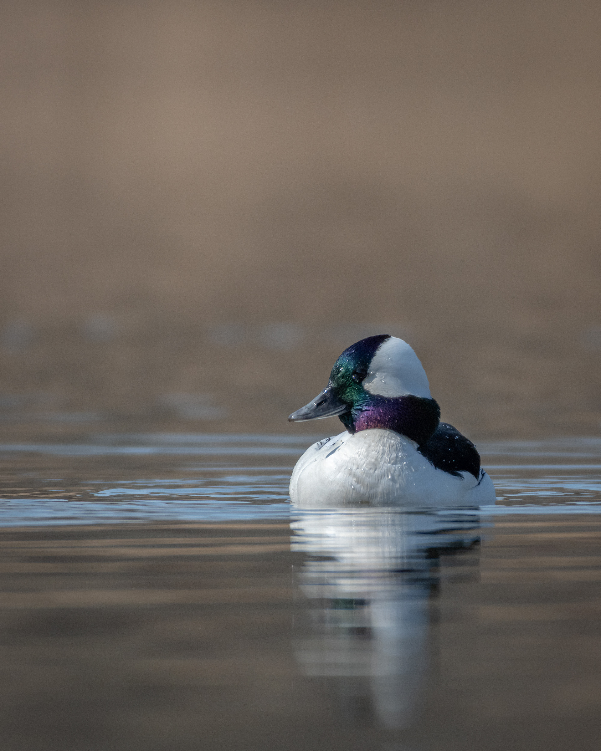 Bufflehead (male), Marshall Springs, Fish Creek Provincial Park, Calgary, AB