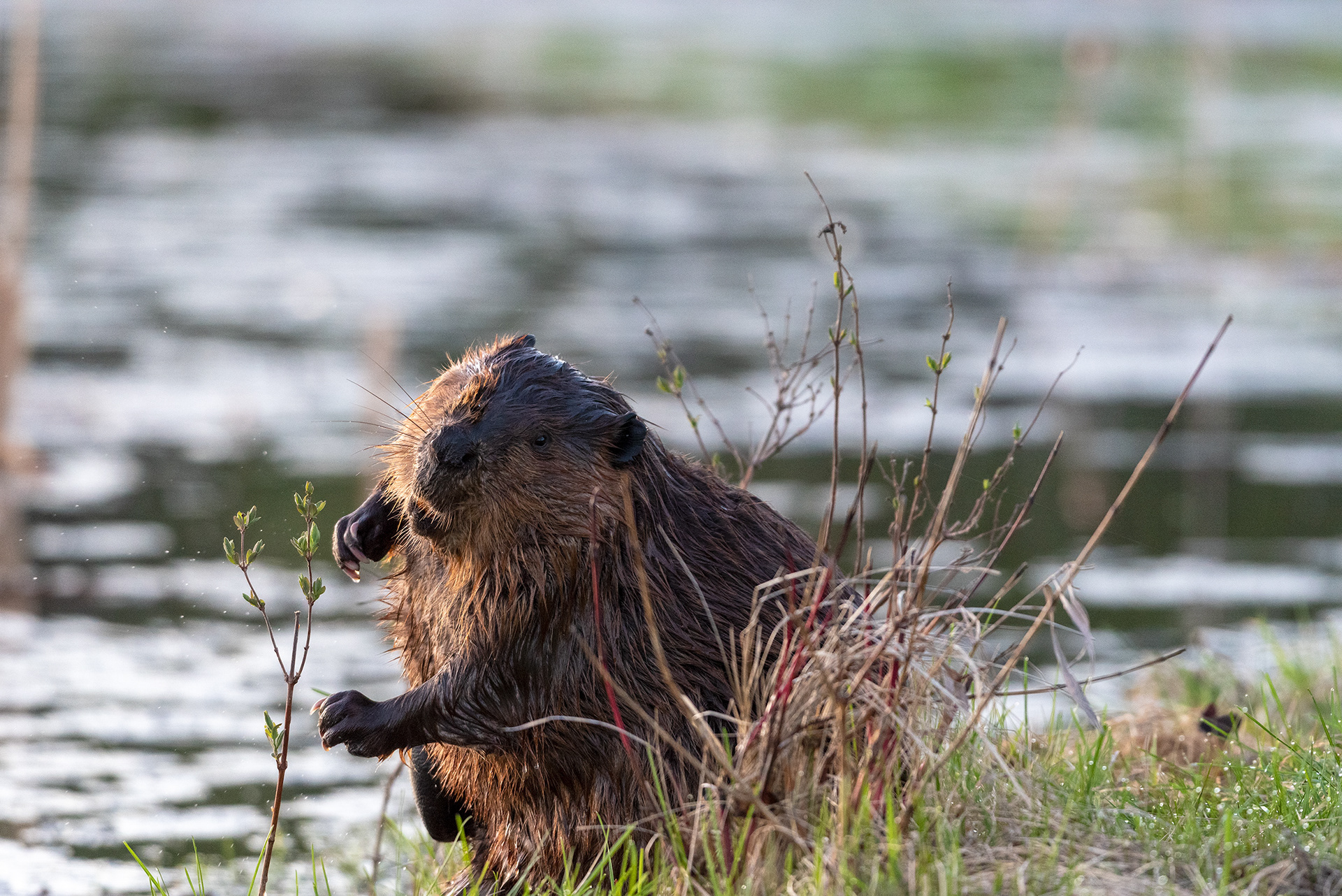 beaver, Marshall Springs, Fish Creek Provincial Park, Calgary, Alberta