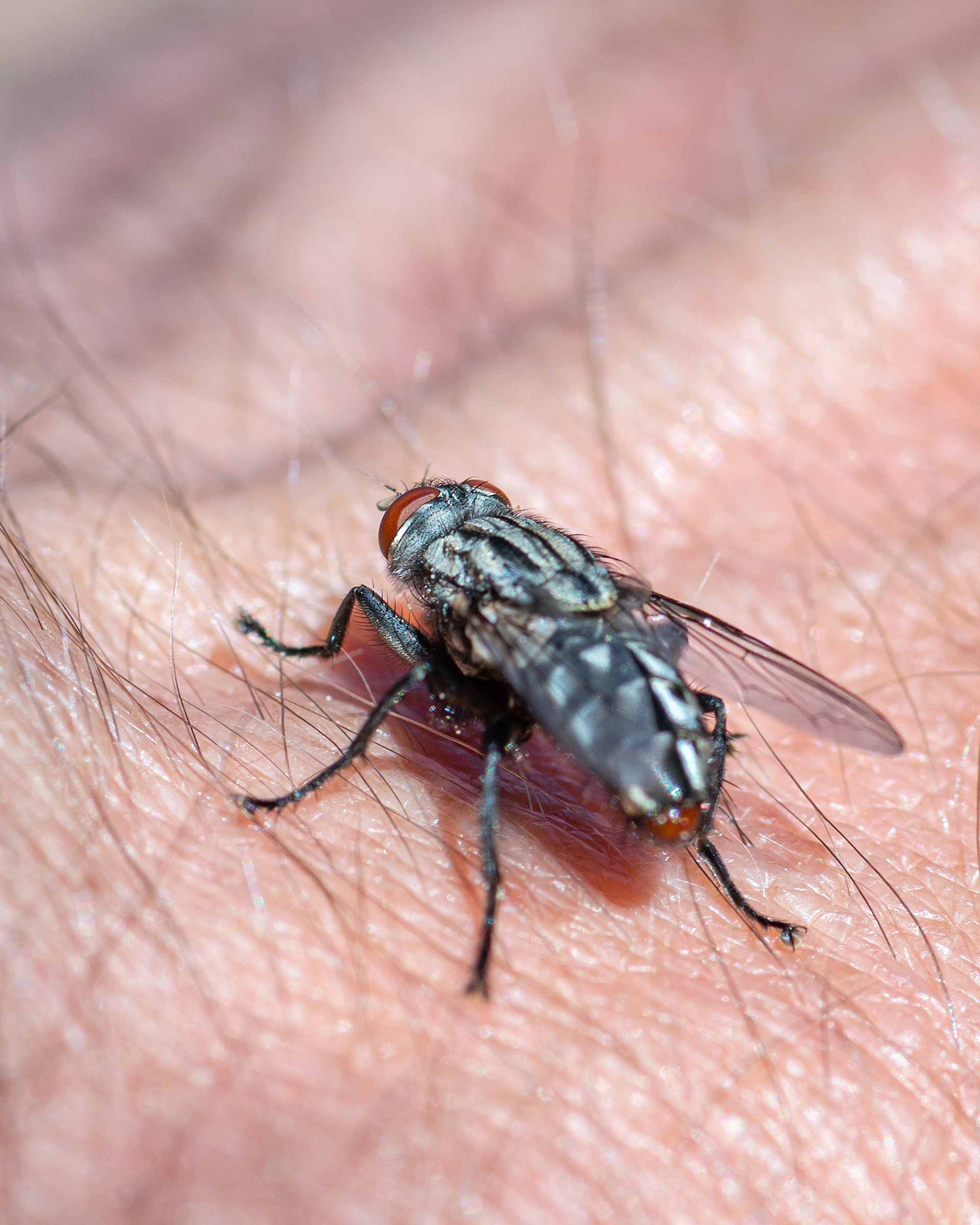 Fly, Bridlewood, Calgary, AB