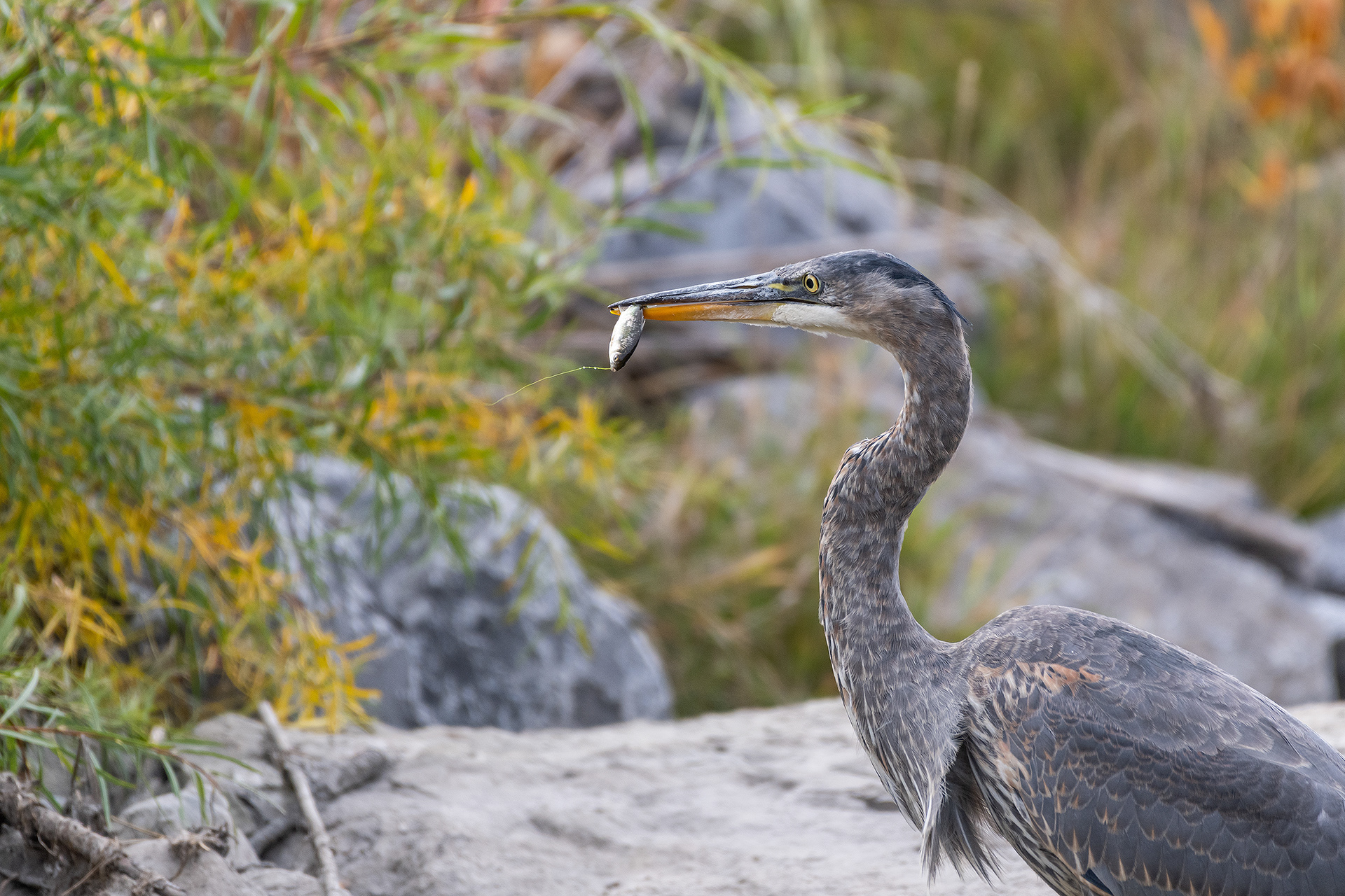 Great Blue Heron with a small fish, Marshall Springs - Fish Creek Prov. Park, Calgary, AB