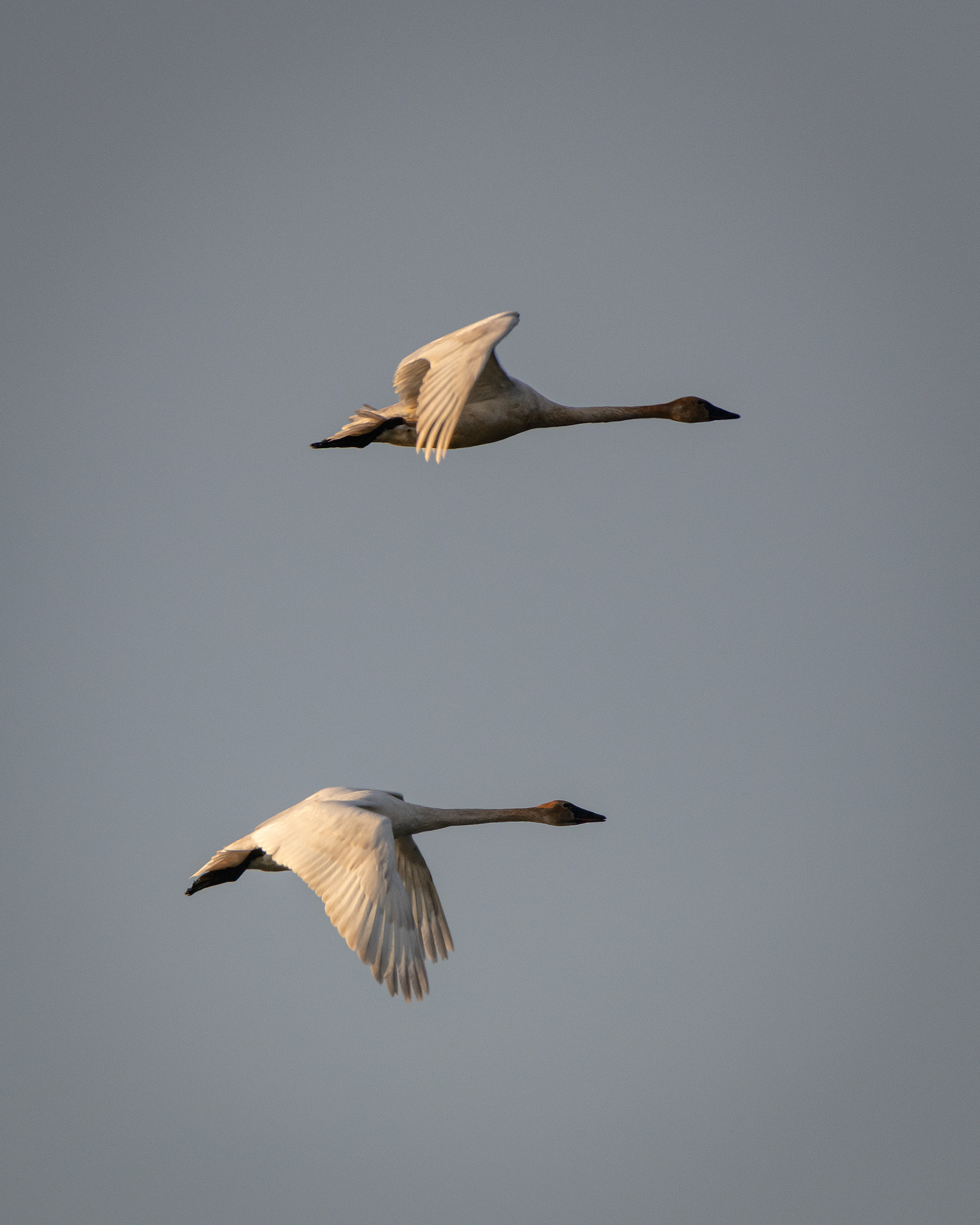 Swans (in flight), Glenmore Reservoir, North Glenmore Park, Calgary, AB