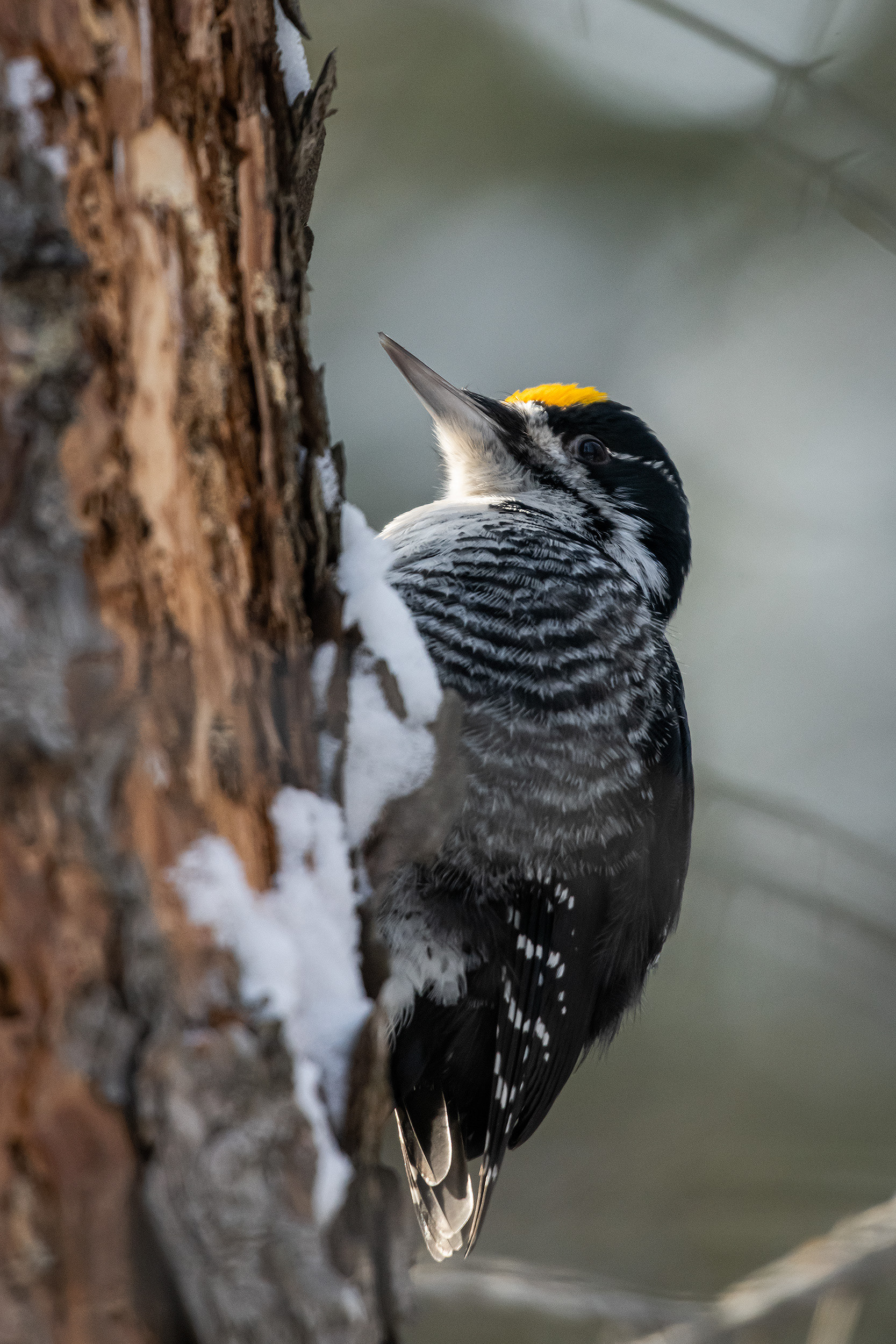 Black-backed Woodpecker (male), near the Marshall Springs area of Fish Creek Provincial Park, Calgary, AB