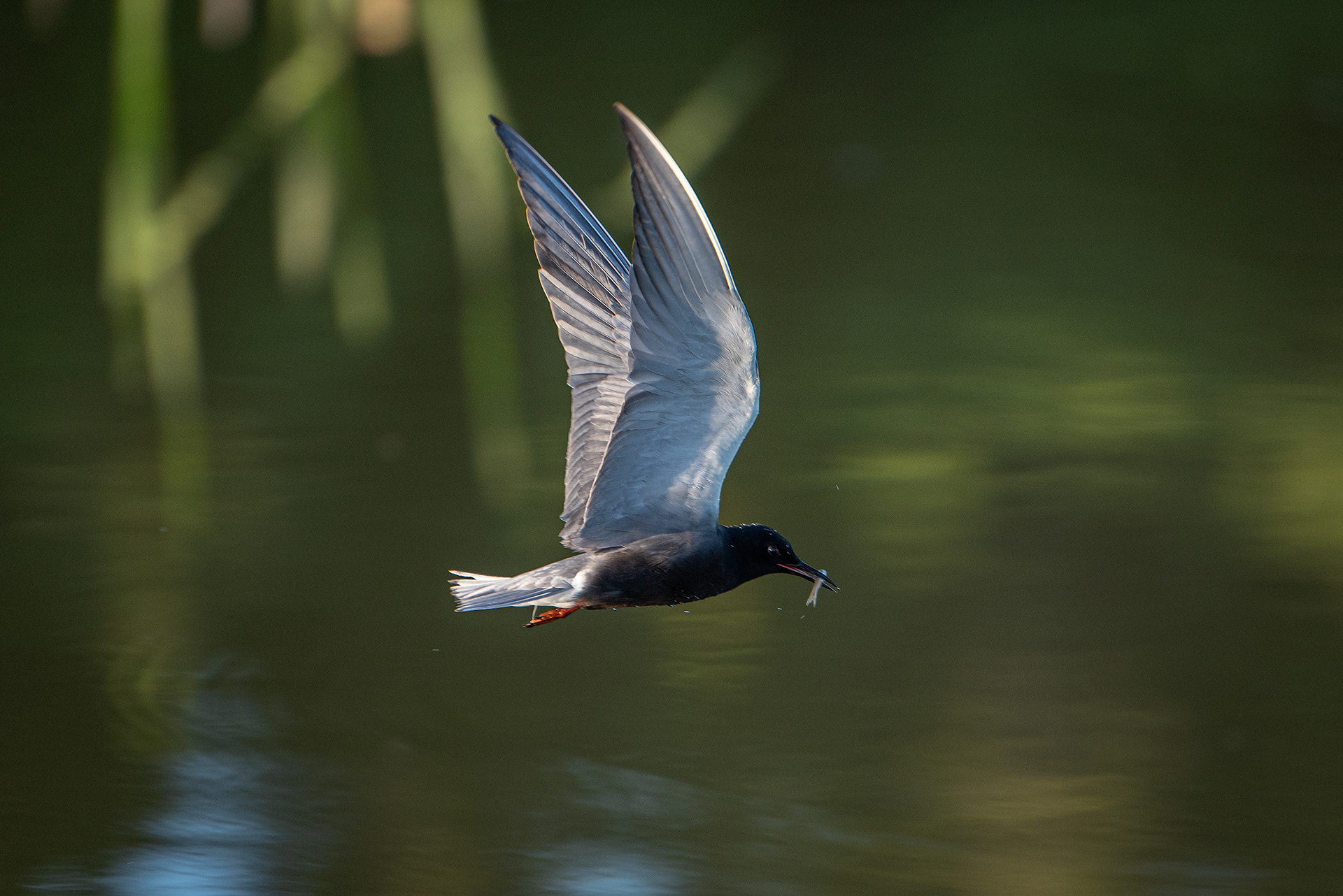 Black Tern (in flight) with a small fish, Marshall Springs ponds, Fish Creek Provincial Park, Calgary, AB