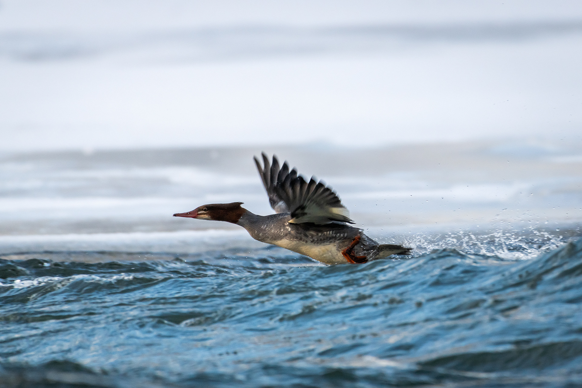 Common Merganser (female) taking flight - Bow River, Refinery Park, Calgary, AB