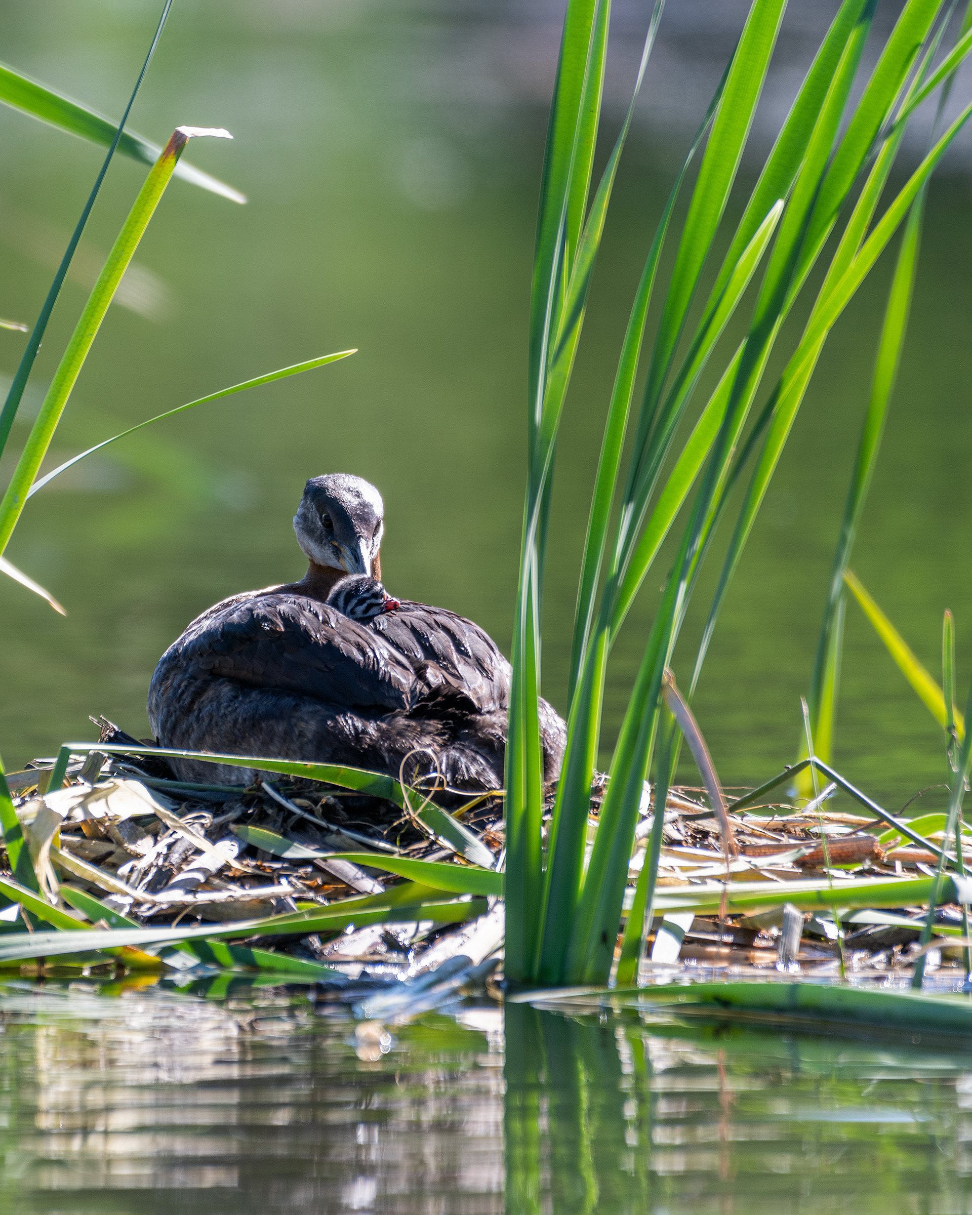 Red-necked Grebe (female) staring adoringly at her newly hatched chick while on her nest, Marshall Springs - Fish Creek Prov. Park, Calgary, AB