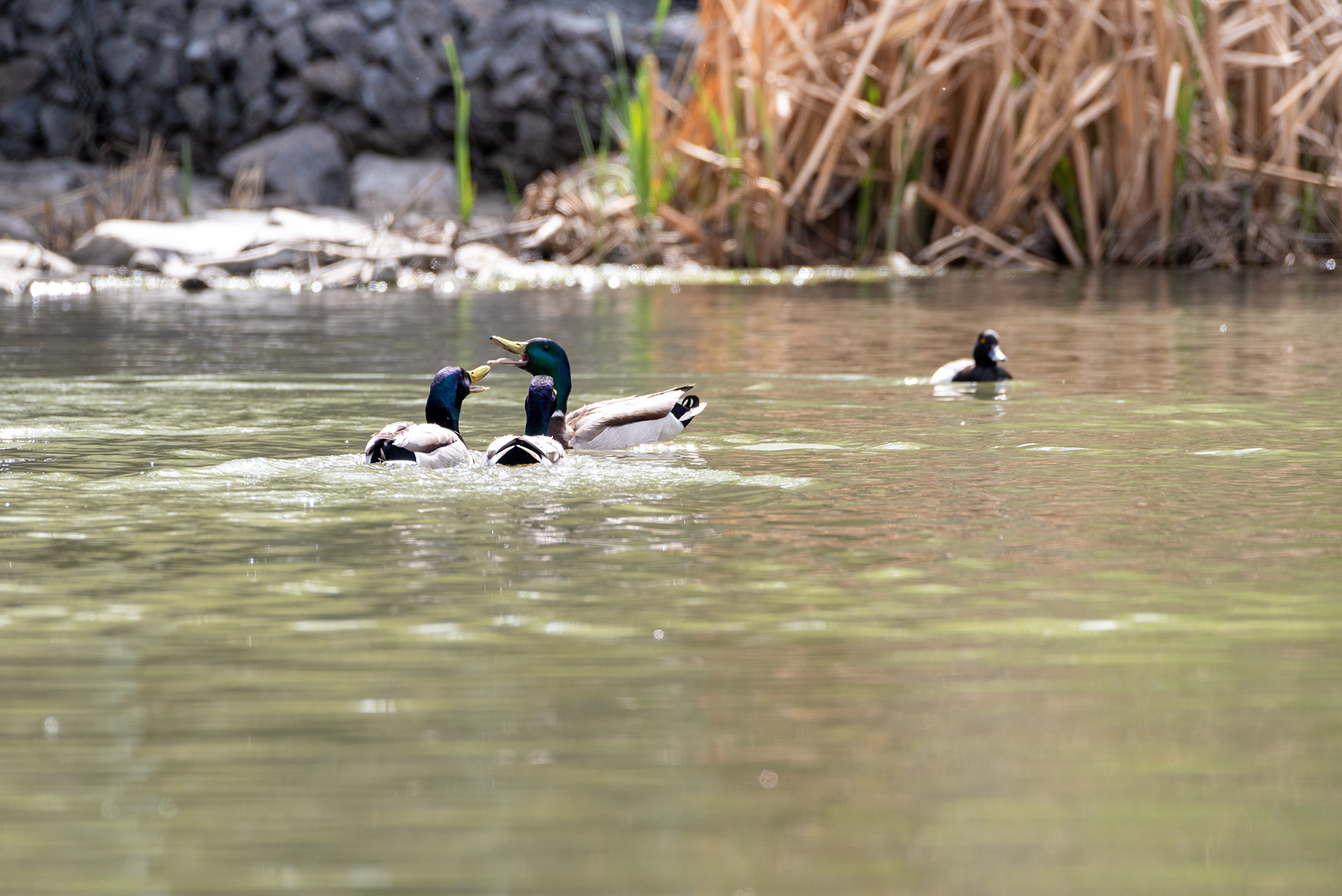 Mallards, Lesser Scaup, Bridlewood Wetlands Park, Calgary, Alberta