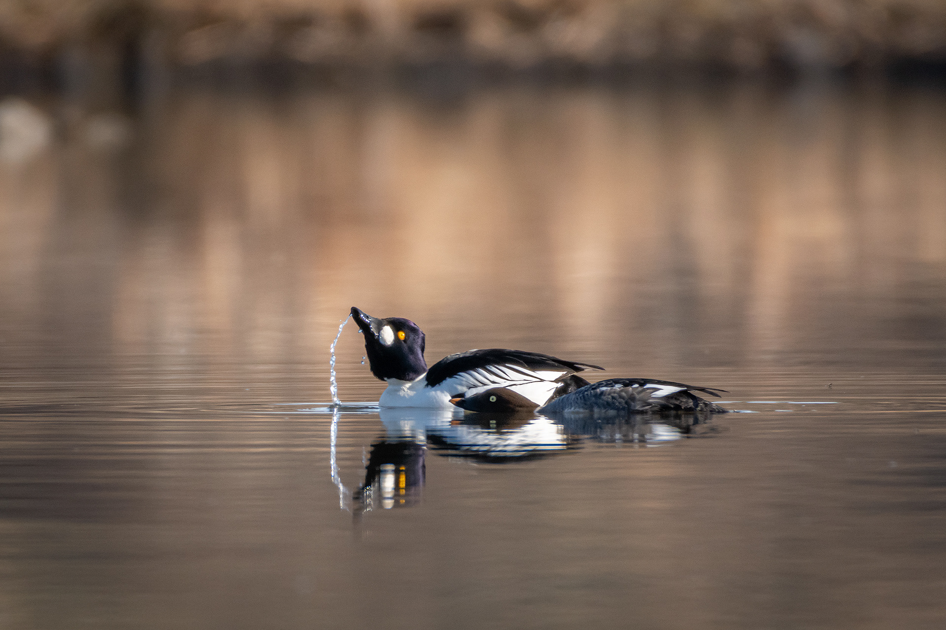 Common Goldeneye pair, Marshall Springs, Fish Creek Provincial Park, Calgary, AB