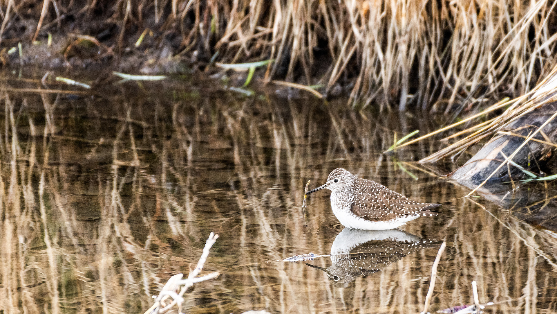 Solitary Sandpiper (my best guess) at the Inglewood Bird Sanctuary & Nature Centre, Calgary, Alberta