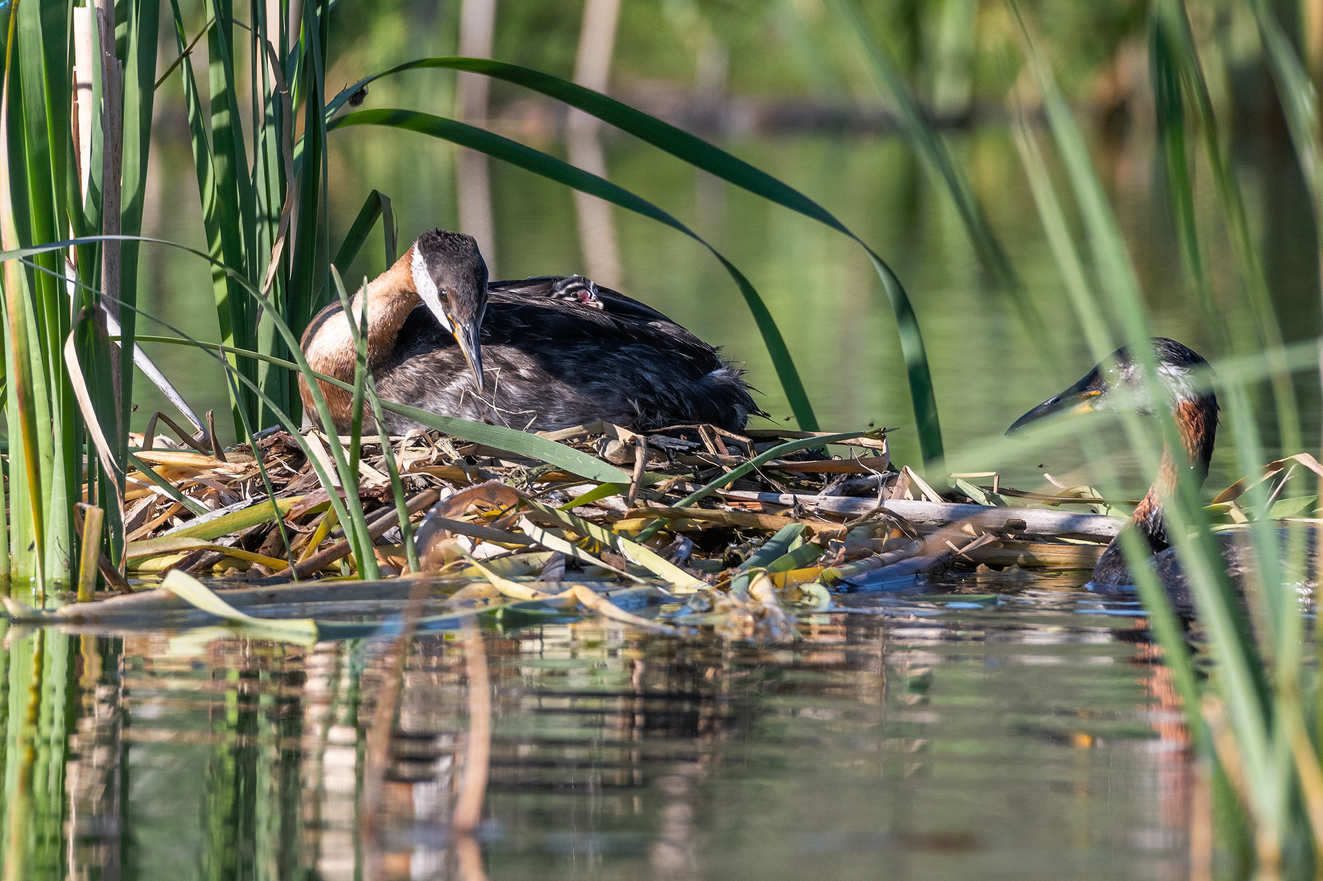 Red-necked Grebe pair at their nest with their one day old chick (Dad brought some food for the chick), Marshall Springs - Fish Creek Prov. Park, Calgary, AB