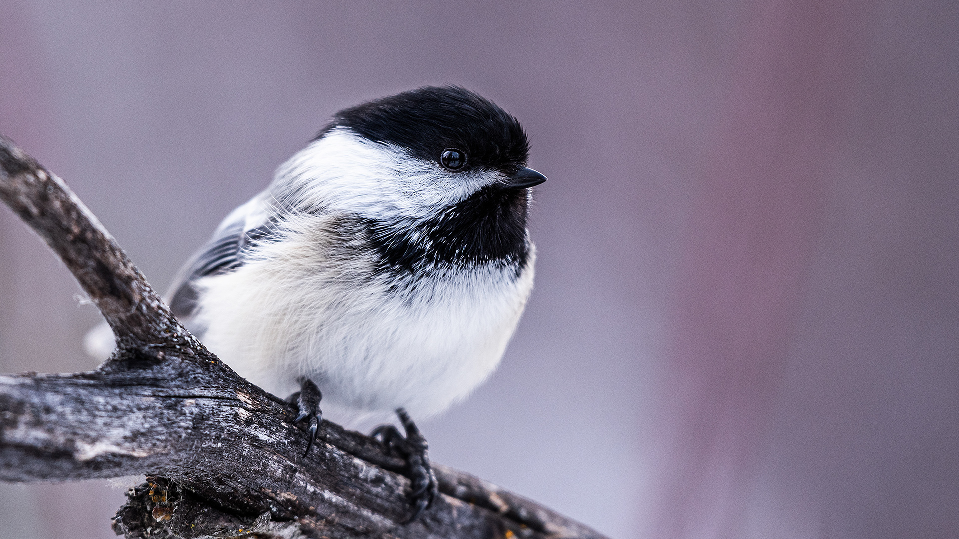 Black-capped Chickadee near Marshall Springs in Fish Creek Provincial Park