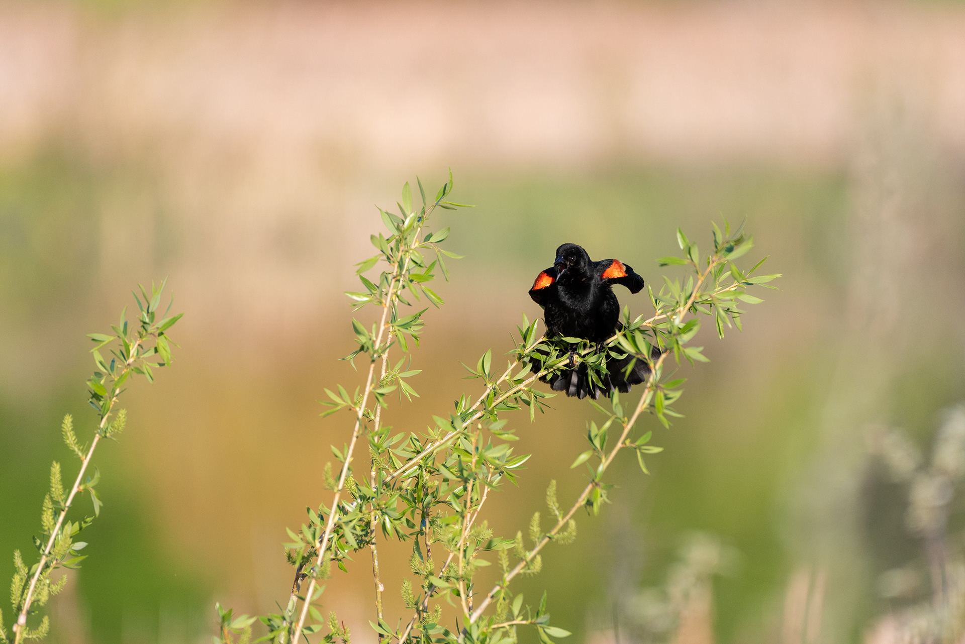 Red-winged Blackbird, Marshall Springs, Fish Creek Provincial Park, Calgary, Alberta