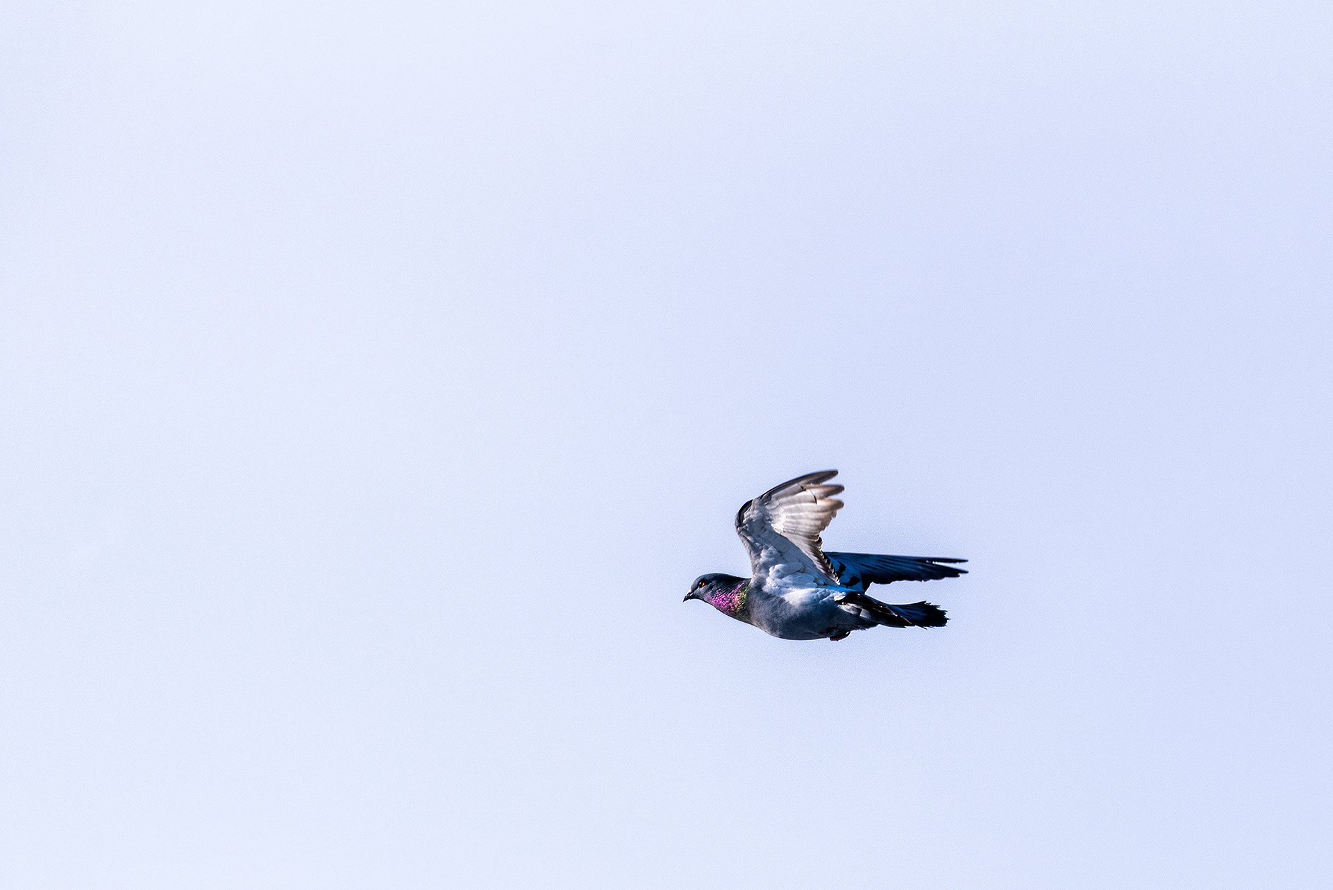 Rock Dove (pigeon) in flight over the Bow River, near Carburn Park