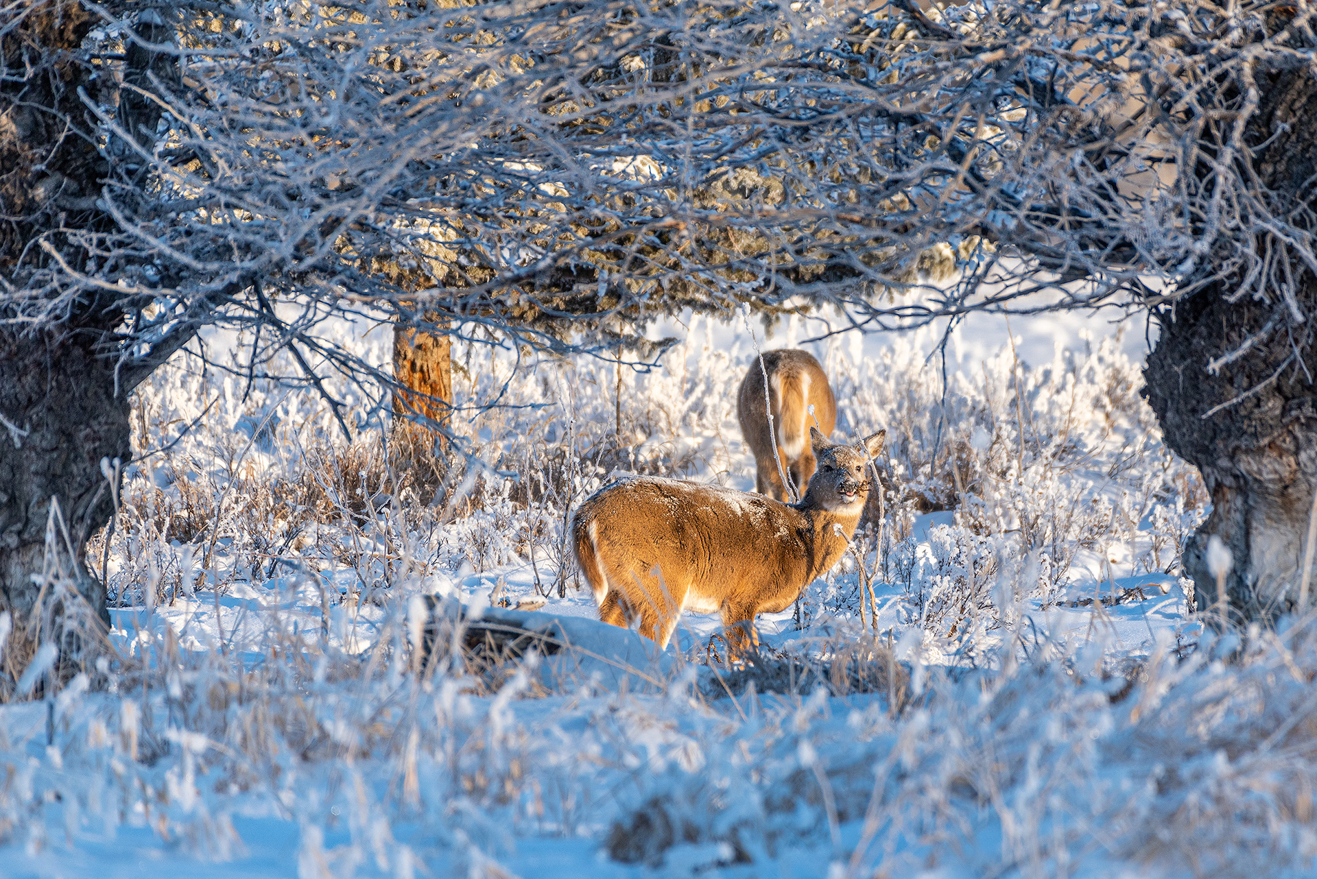 White-tailed Deer at the edge of the Bow River in the Mallard Point area of Fish Creek Provincial Park
