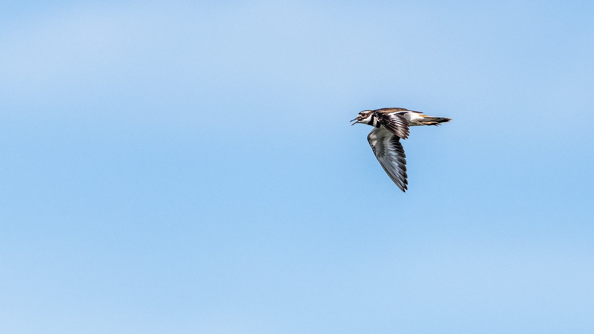 Killdeer (in flight) at the Marshall Springs ponds in Fish Creek Provincial Park, Calgary, Alberta