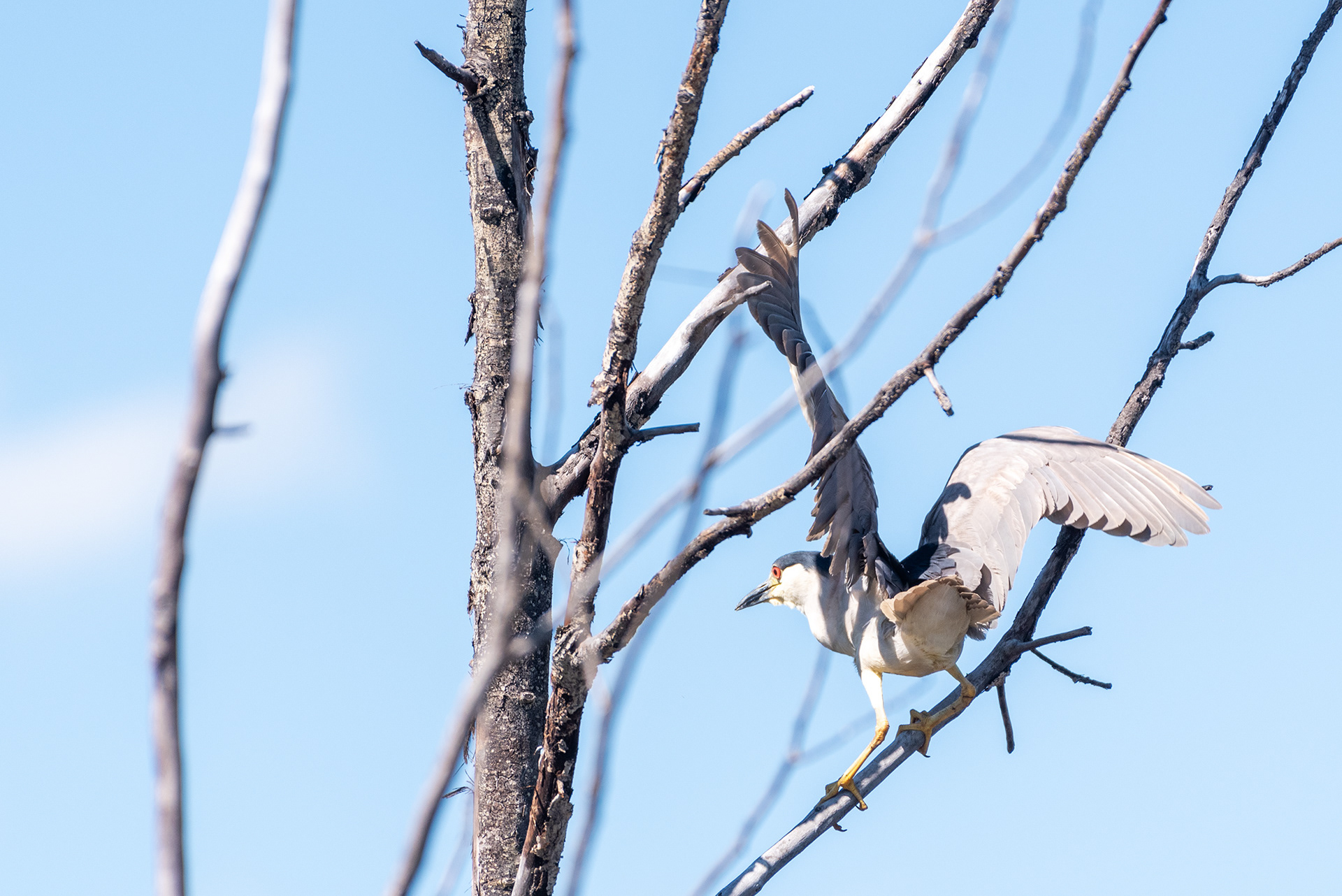 Black-crowned Night-Heron landing on a tree branch