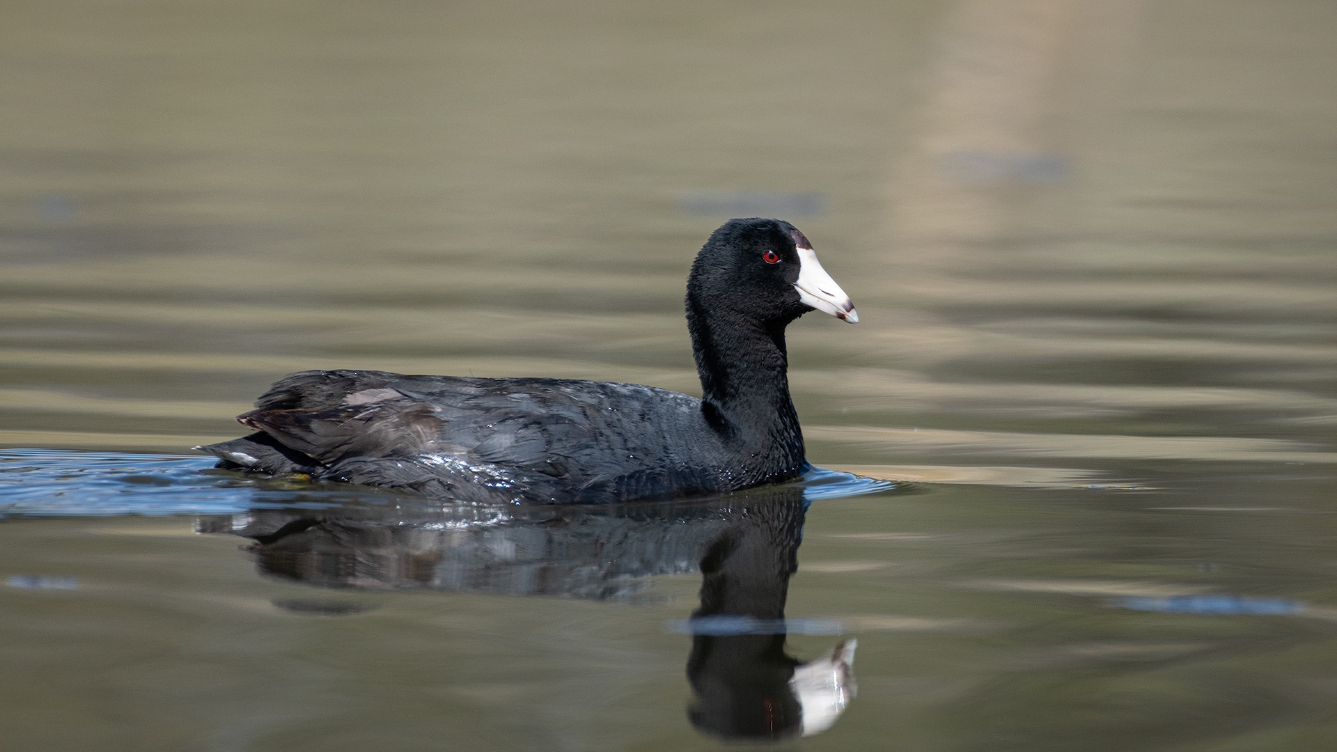 American Coot, Marshall Springs ponds, Fish Creek Provincial Park, Calgary, AB