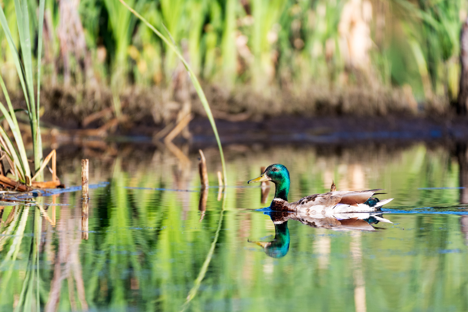 Mallard (side view)