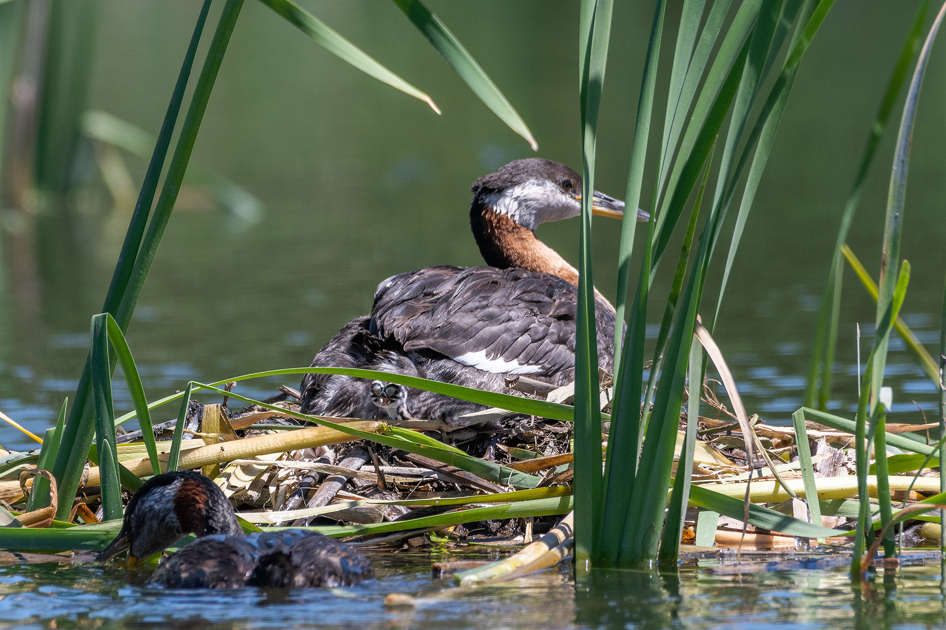 Red-necked Grebe pair at their nest with their newly hatched chick, Marshall Springs - Fish Creek Prov. Park, Calgary, AB