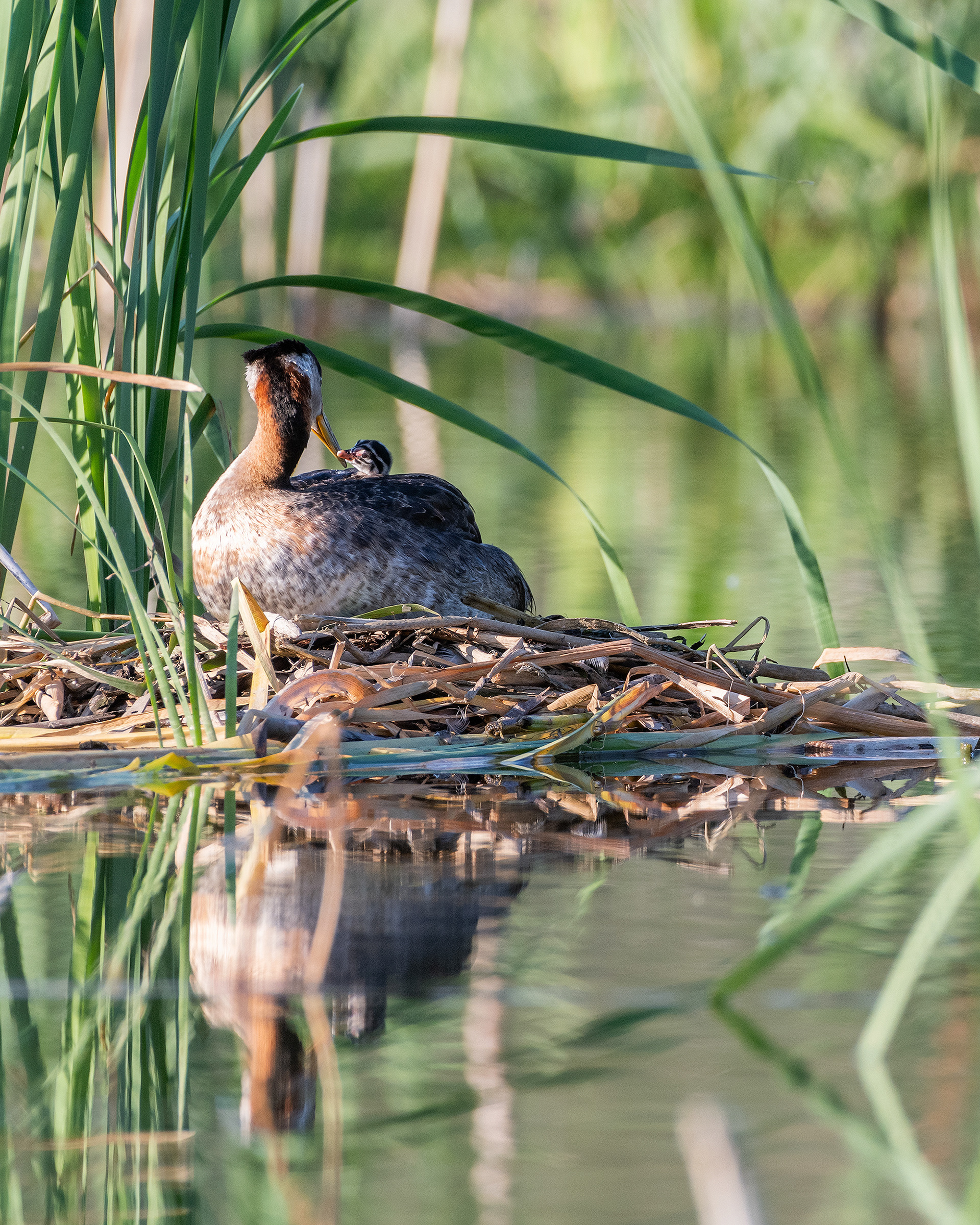 Red-necked Grebe (female) on her nest interacting with one of her chicks, Marshall Springs - Fish Creek Prov. Park, Calgary, AB