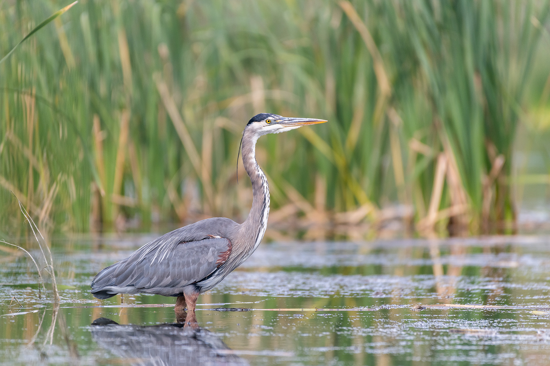 Great Blue Heron, Marshall Springs - Fish Creek Prov. Park, Calgary, AB