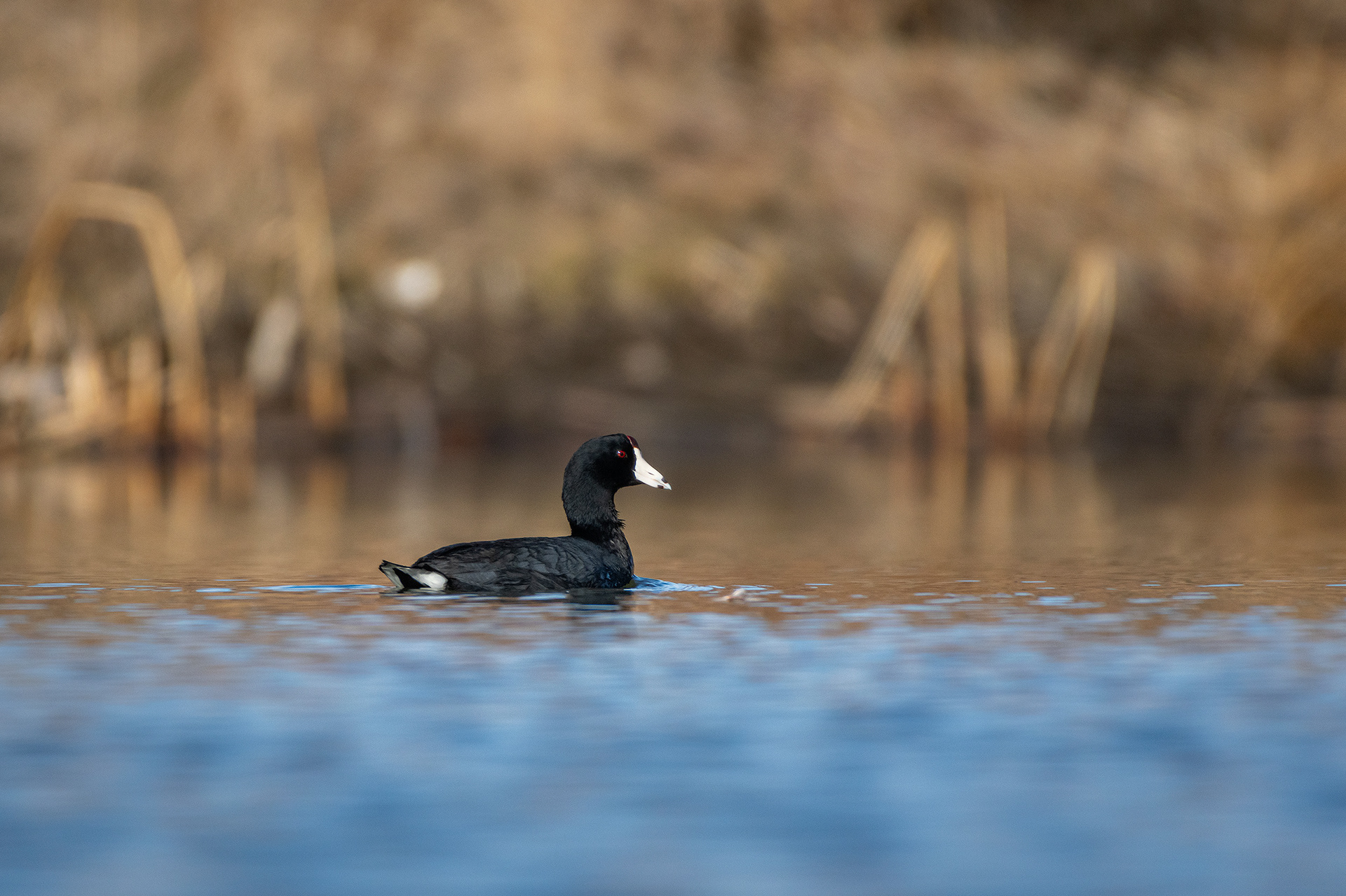 American Coot, Marshall Springs, Fish Creek Provincial Park, Calgary, AB