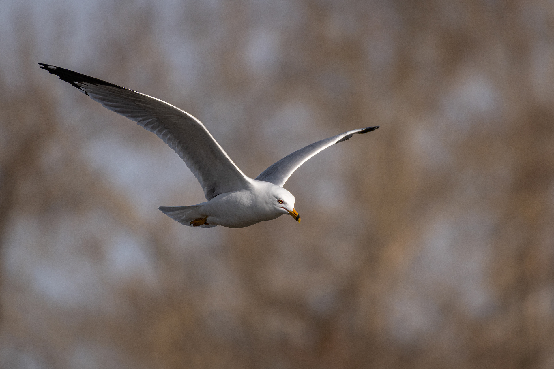 Ring-billed Gull (in flight), near the Harvie Passage of the Bow River, Pearce Estate Park, Calgary, AB