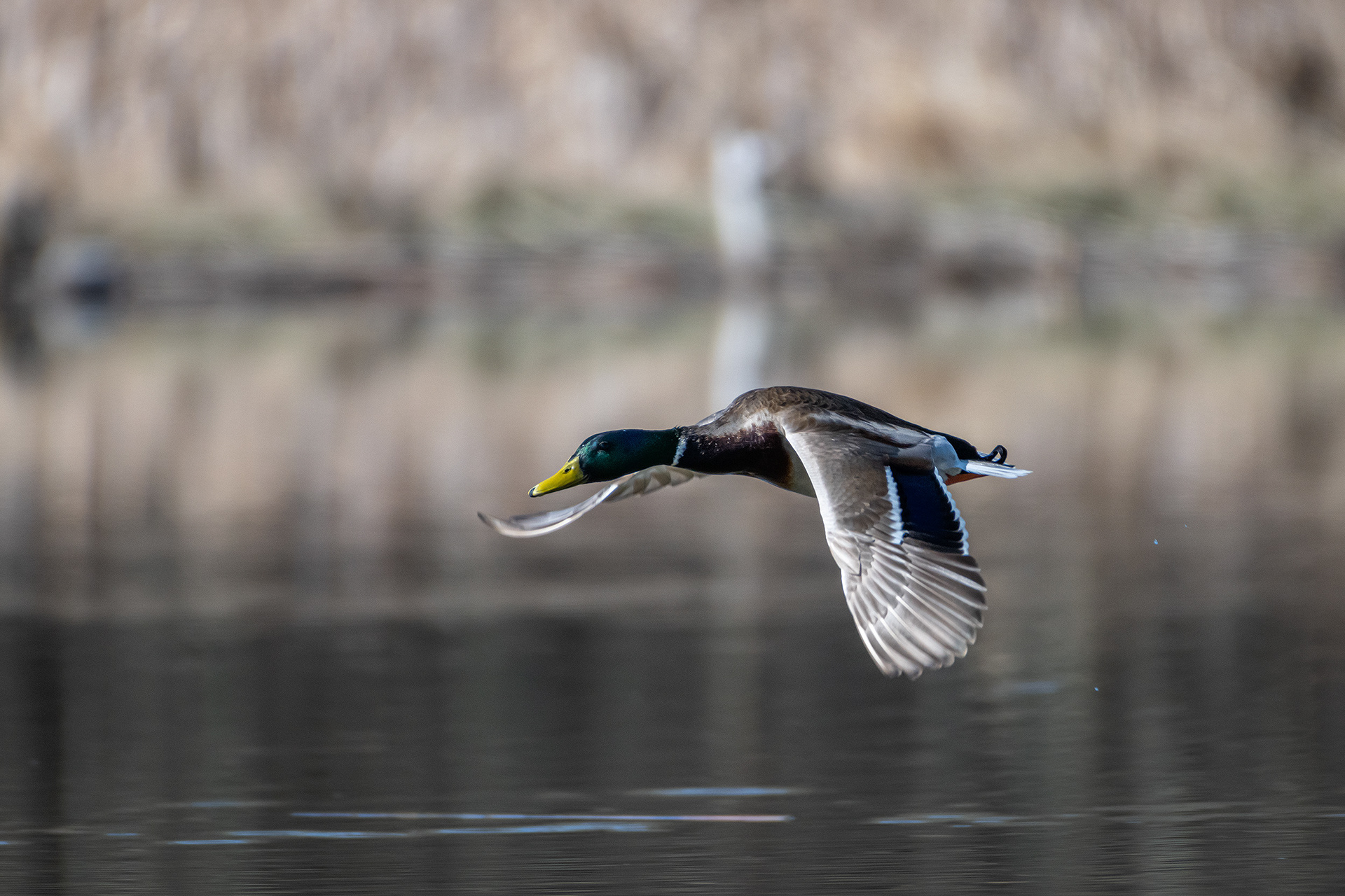 Mallard (male) in flight, Marshall Springs, Fish Creek Provincial Park, Calgary, AB