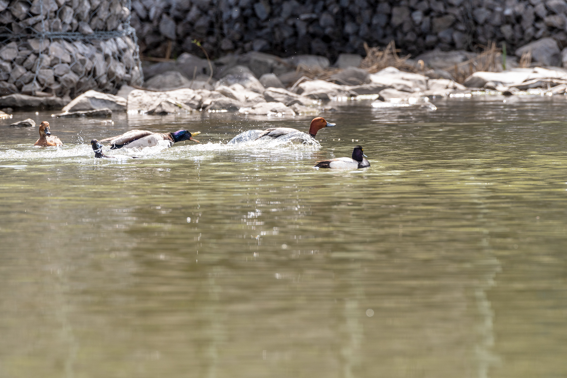 Mallard chasing the male of Redhead pair, Lesser Scaup, Bridlewood Wetlands Park, Calgary, Alberta