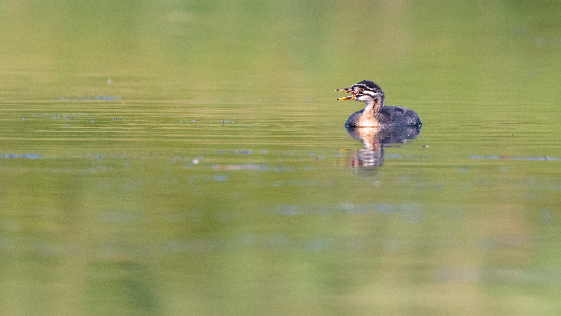 Red-necked Grebe (immature), Marshall Springs - Fish Creek Prov. Park, Calgary, AB