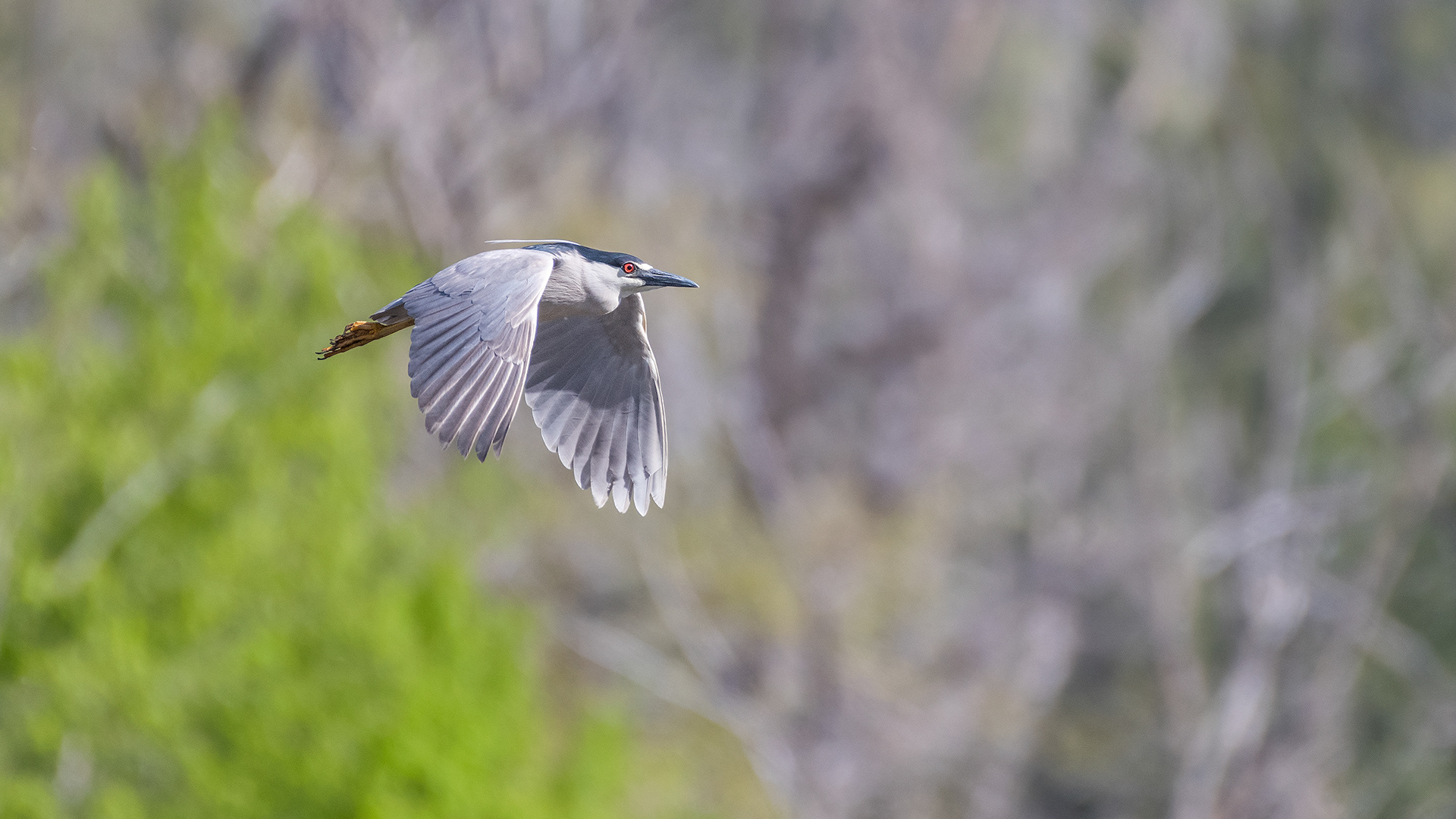 Black-crowned Night-Heron (in flight) at the Marshall Springs ponds in Fish Creek Provincial Park, Calgary, Alberta