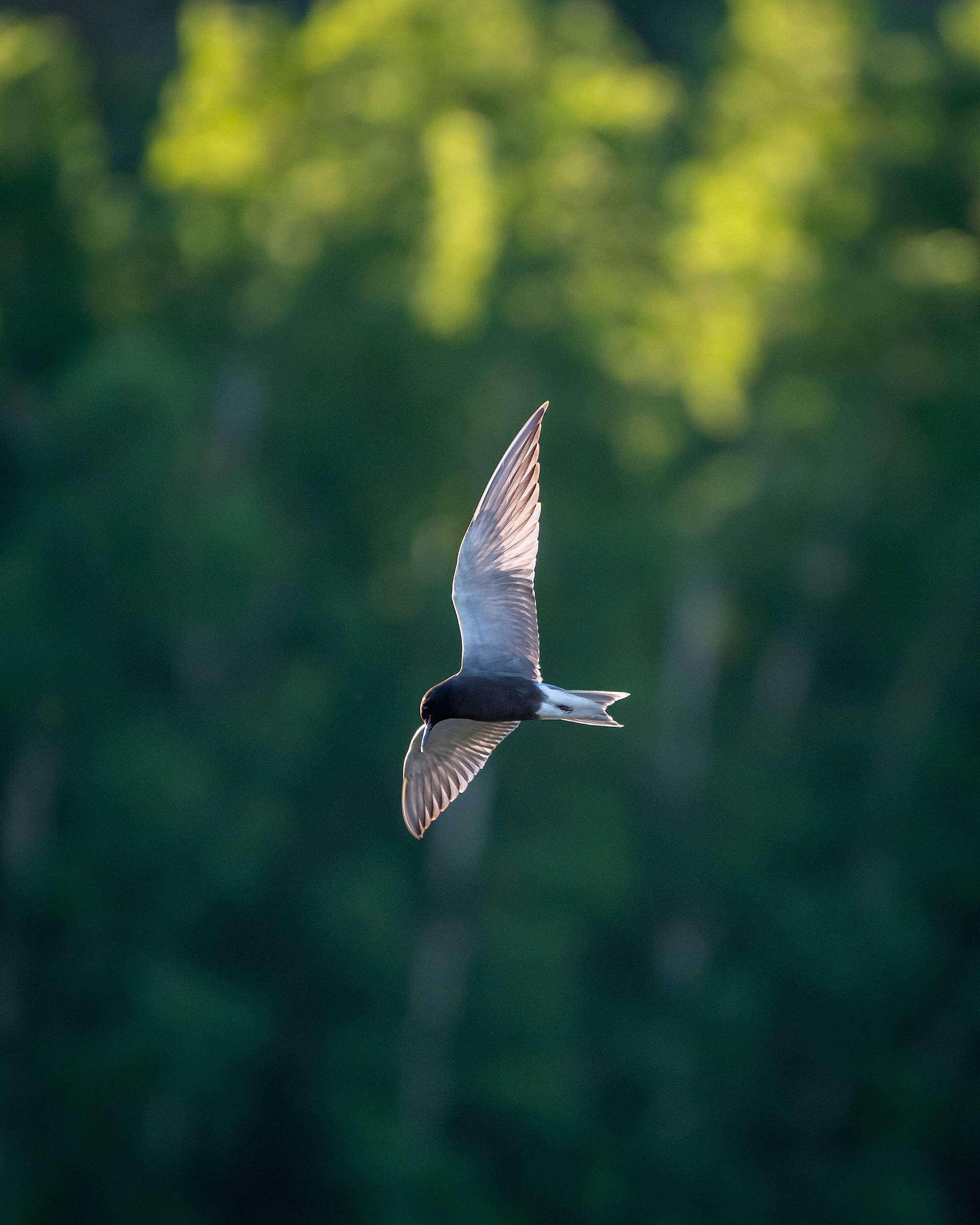 Black Tern (in flight), Marshall Springs ponds, Fish Creek Provincial Park, Calgary, AB