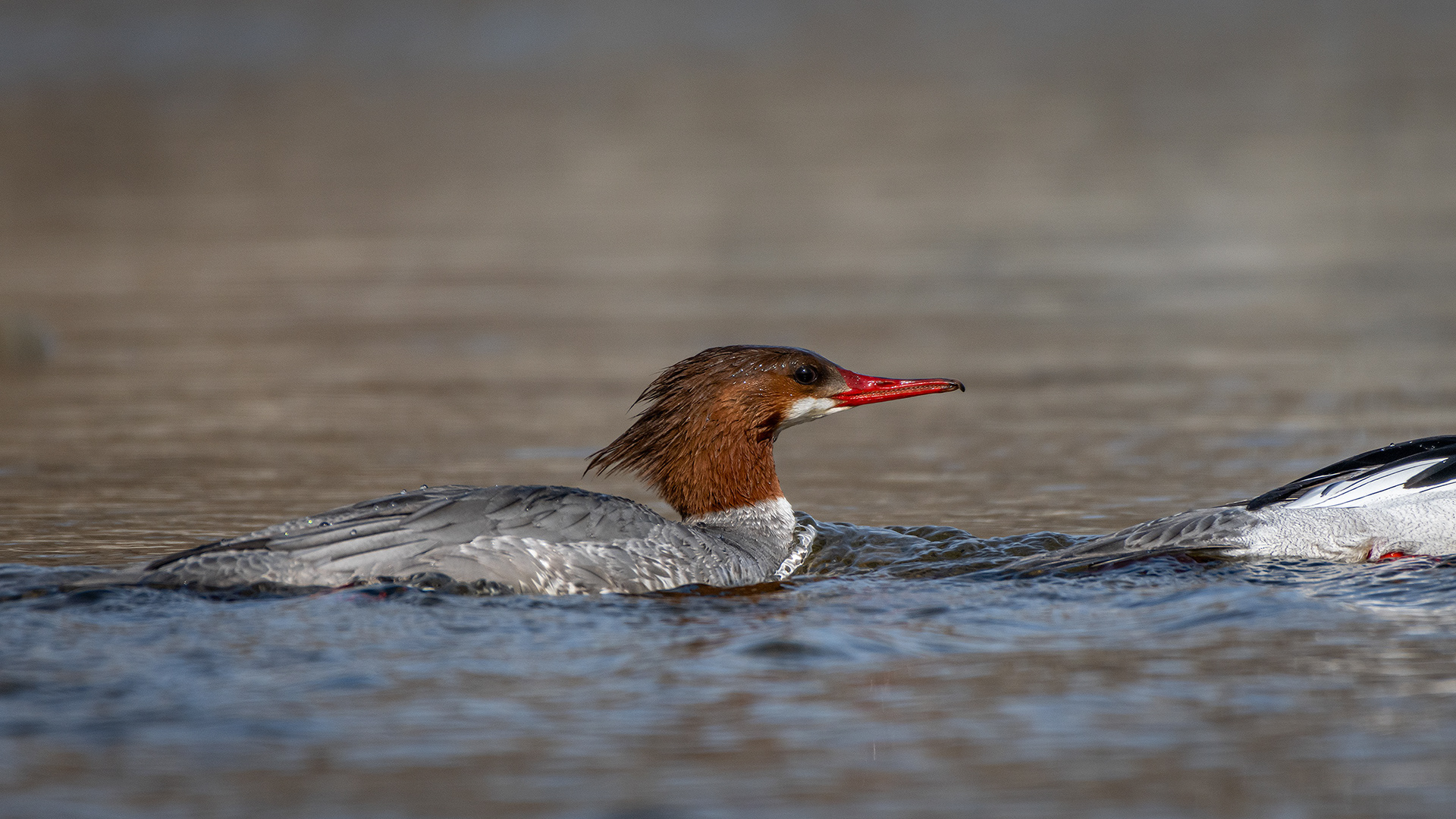 Common Merganser (female), near the Harvie Passage of the Bow River, Pearce Estate Park, Calgary, AB