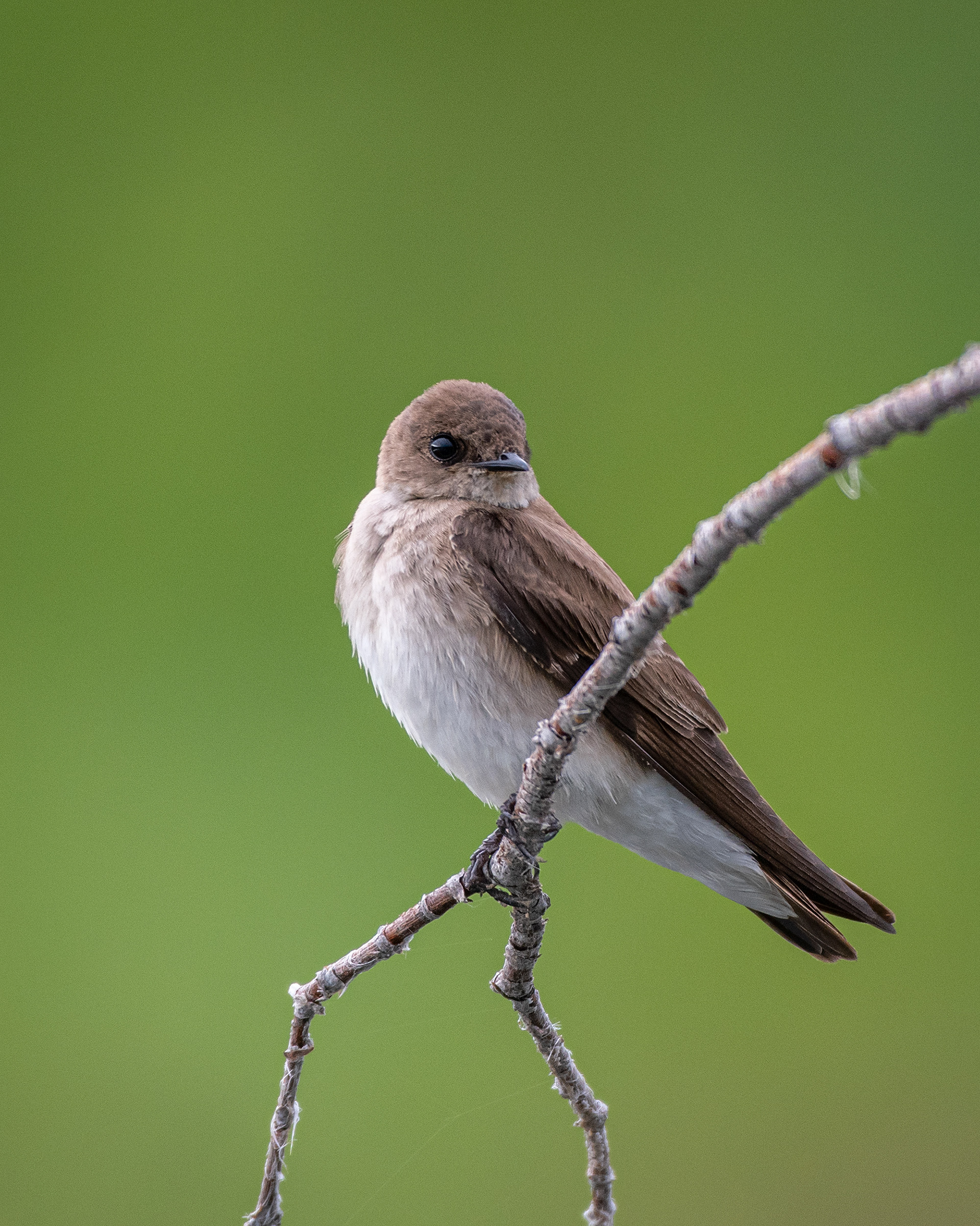 Bank Swallow, Marshall Springs ponds, Fish Creek Provincial Park, Calgary, AB