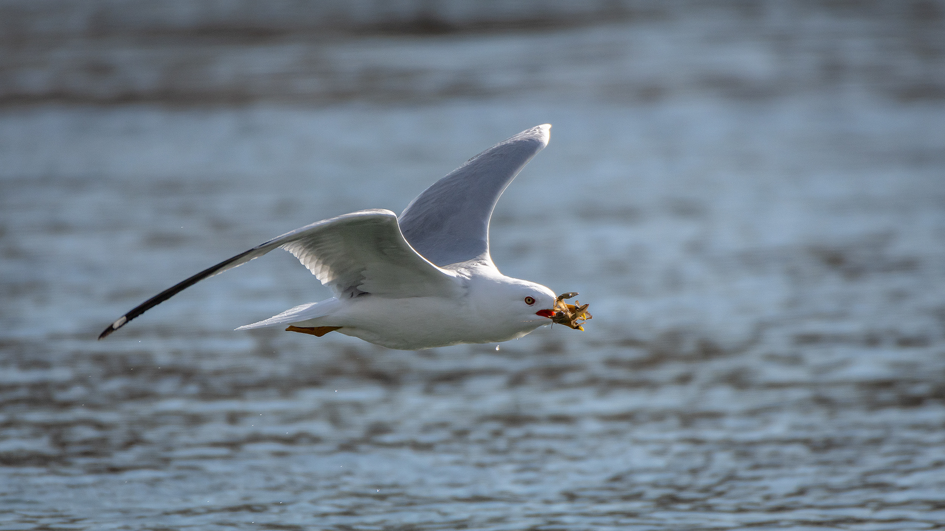 Ring-billed Gull (in flight) with a crayfish, near the Harvie Passage of the Bow River, Pearce Estate Park, Calgary, AB