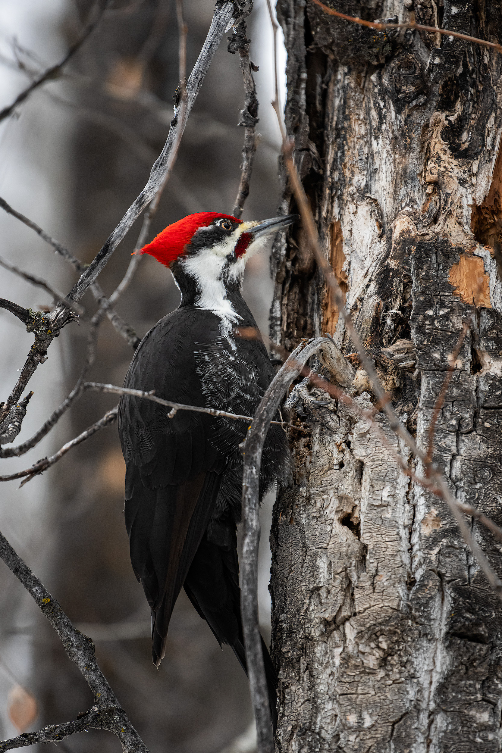 Pileated Woodpecker (male), near the Marshall Springs area of Fish Creek Provincial Park, Calgary, AB