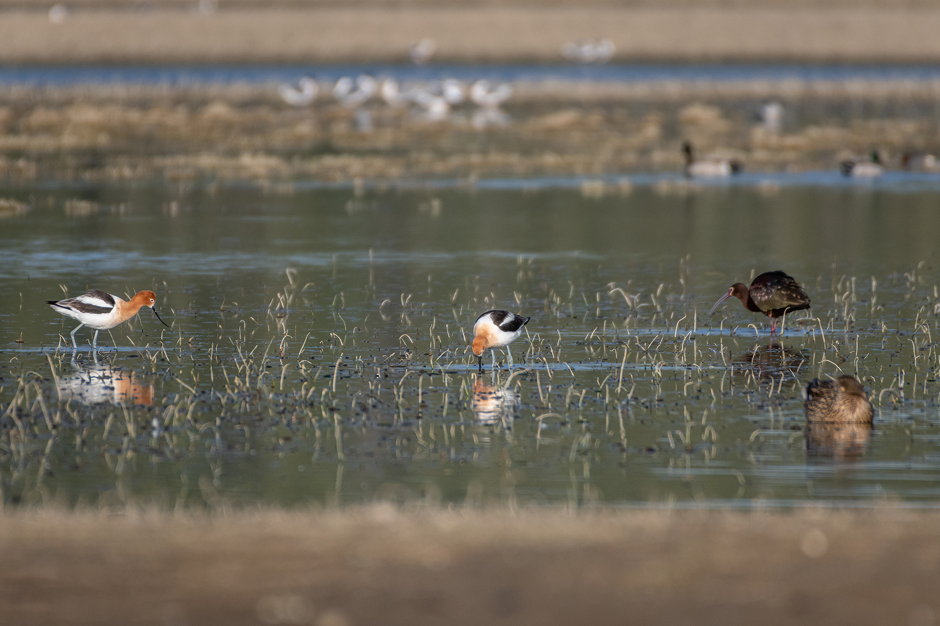 American Avocets and White-faced Ibis, Glenmore Reservoir, North Glenmore Park, Calgary, AB