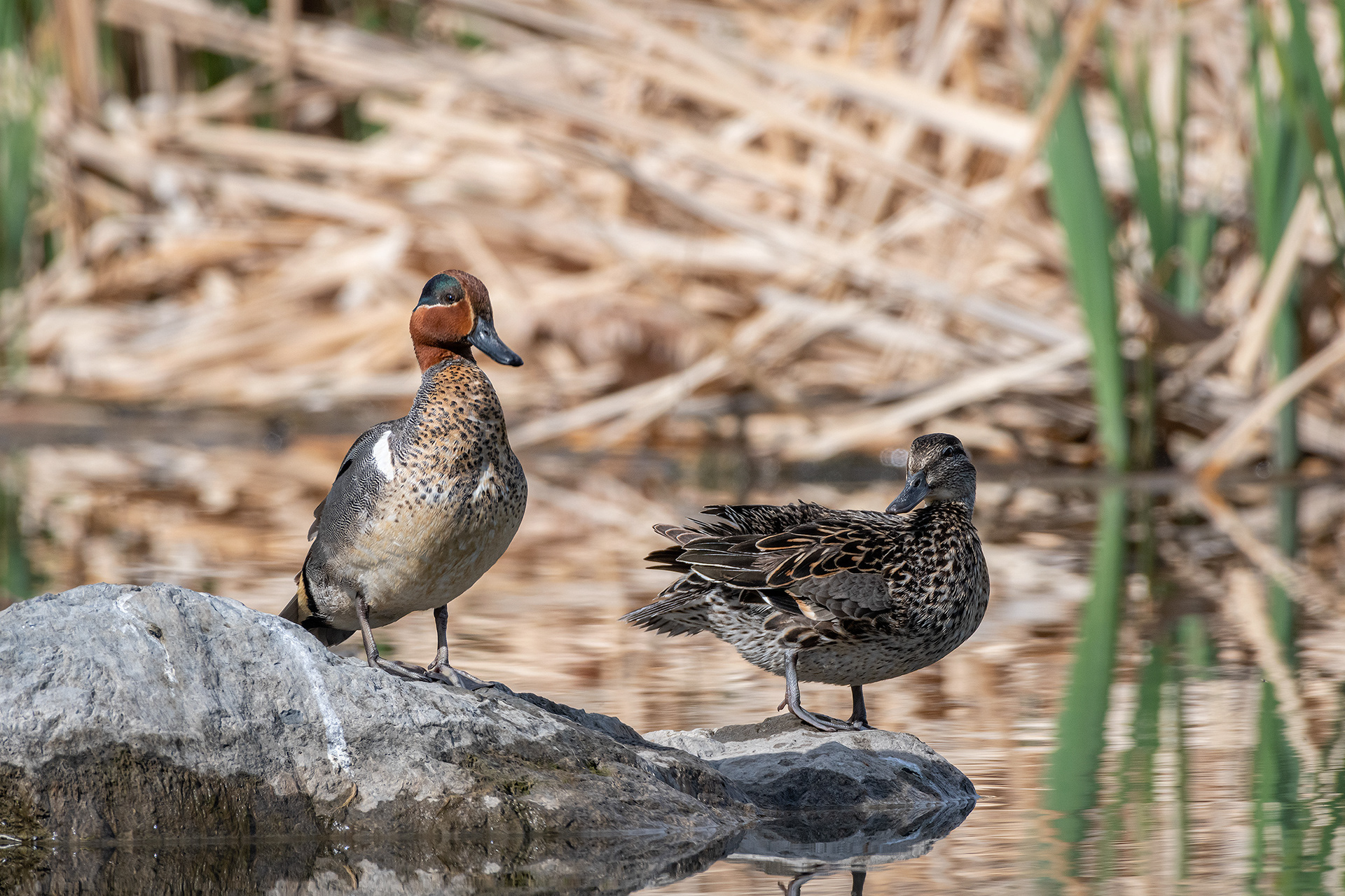 Green-winged Teal pair (male left, female right), Marshall Springs, Fish Creek Provincial Park, Calgary, AB