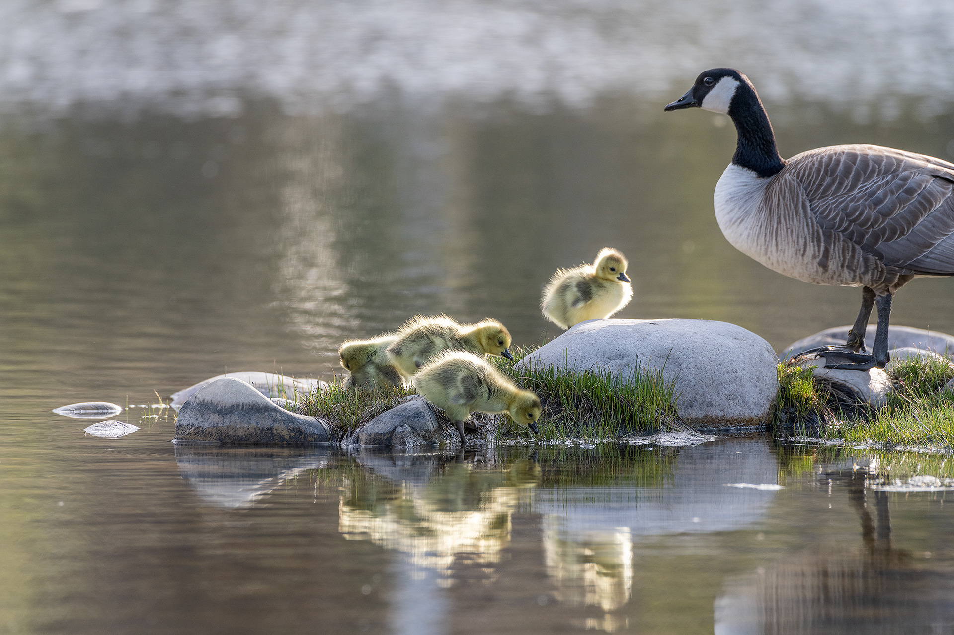 Canada Goose (female) with goslings at Bridlewood Wetlands Park, Calgary, Alberta