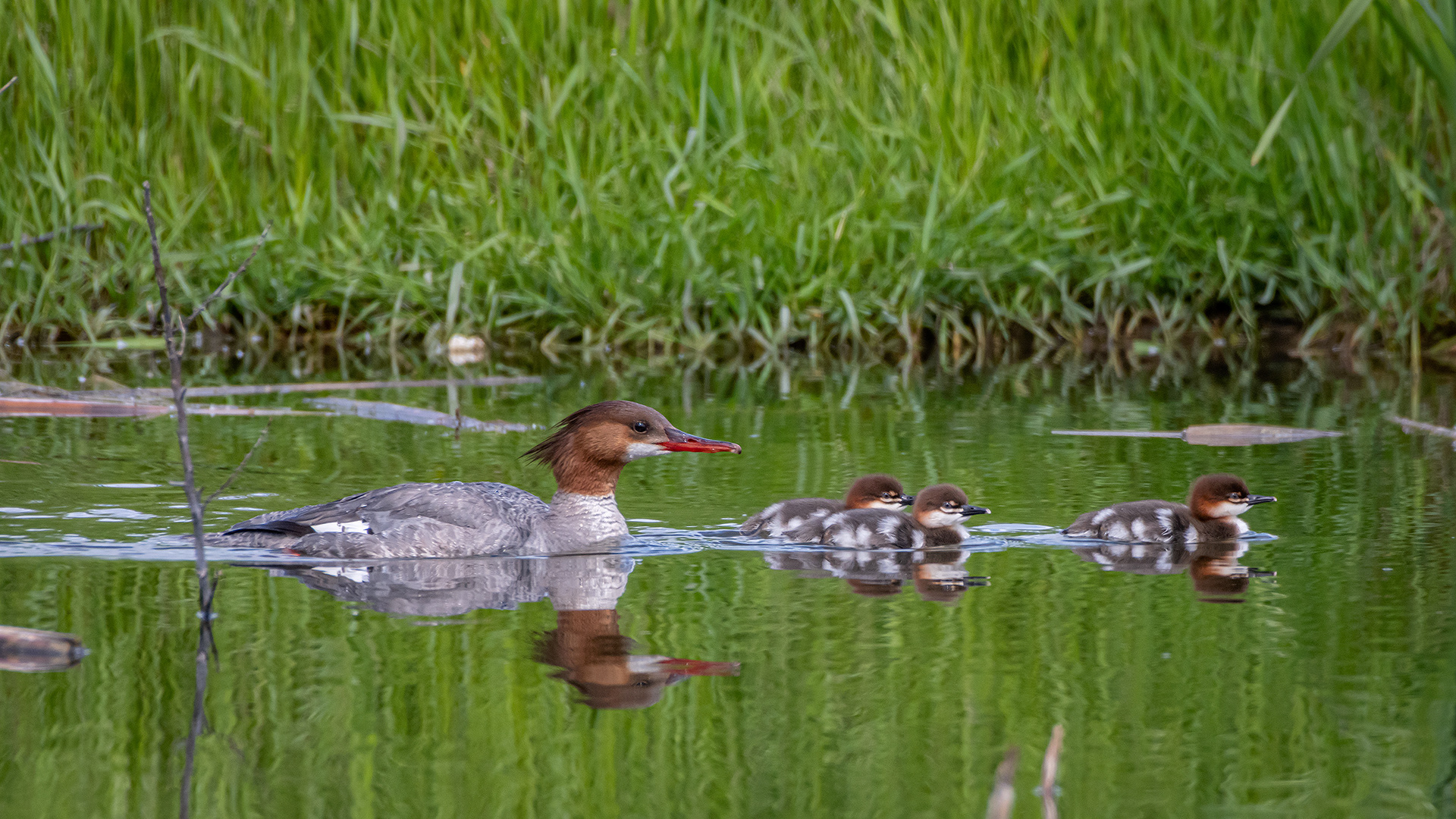 Common Mergansers, Marshall Springs ponds, Fish Creek Provincial Park, Calgary, AB