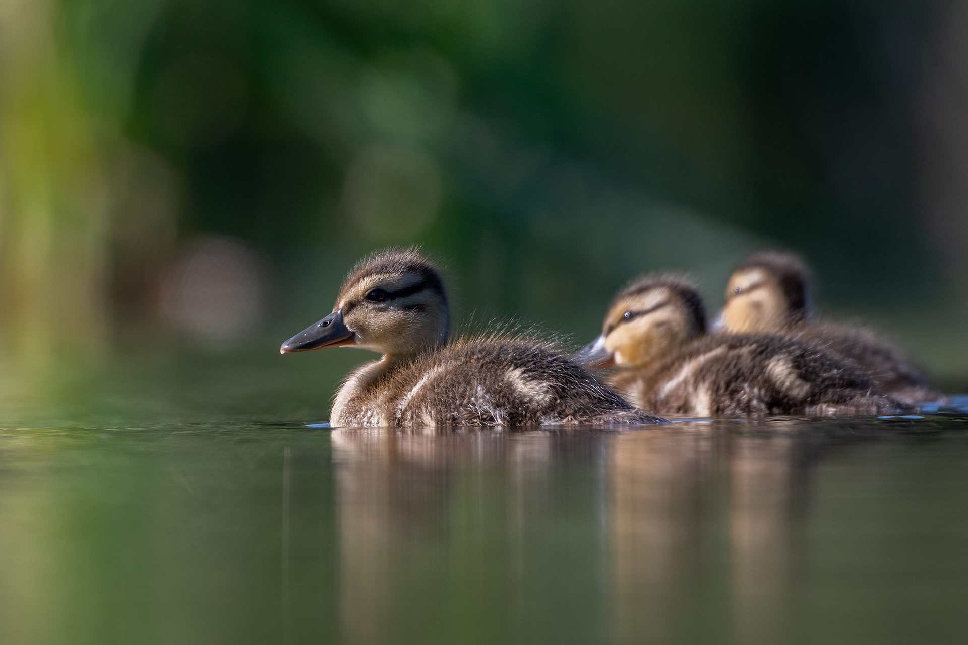 Ducklings, Marshall Springs ponds, Fish Creek Provincial Park, Calgary, AB